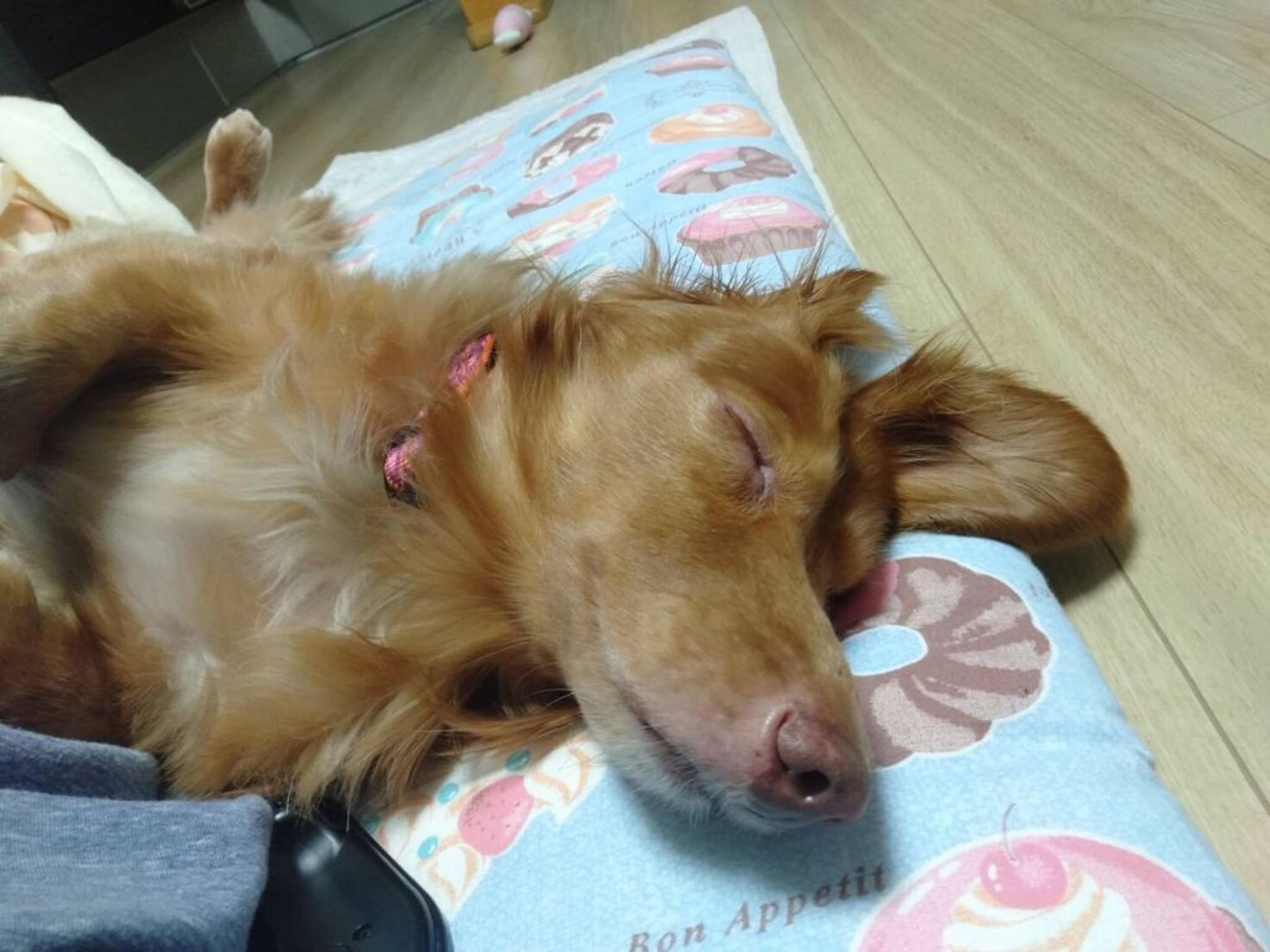 pet-image-8