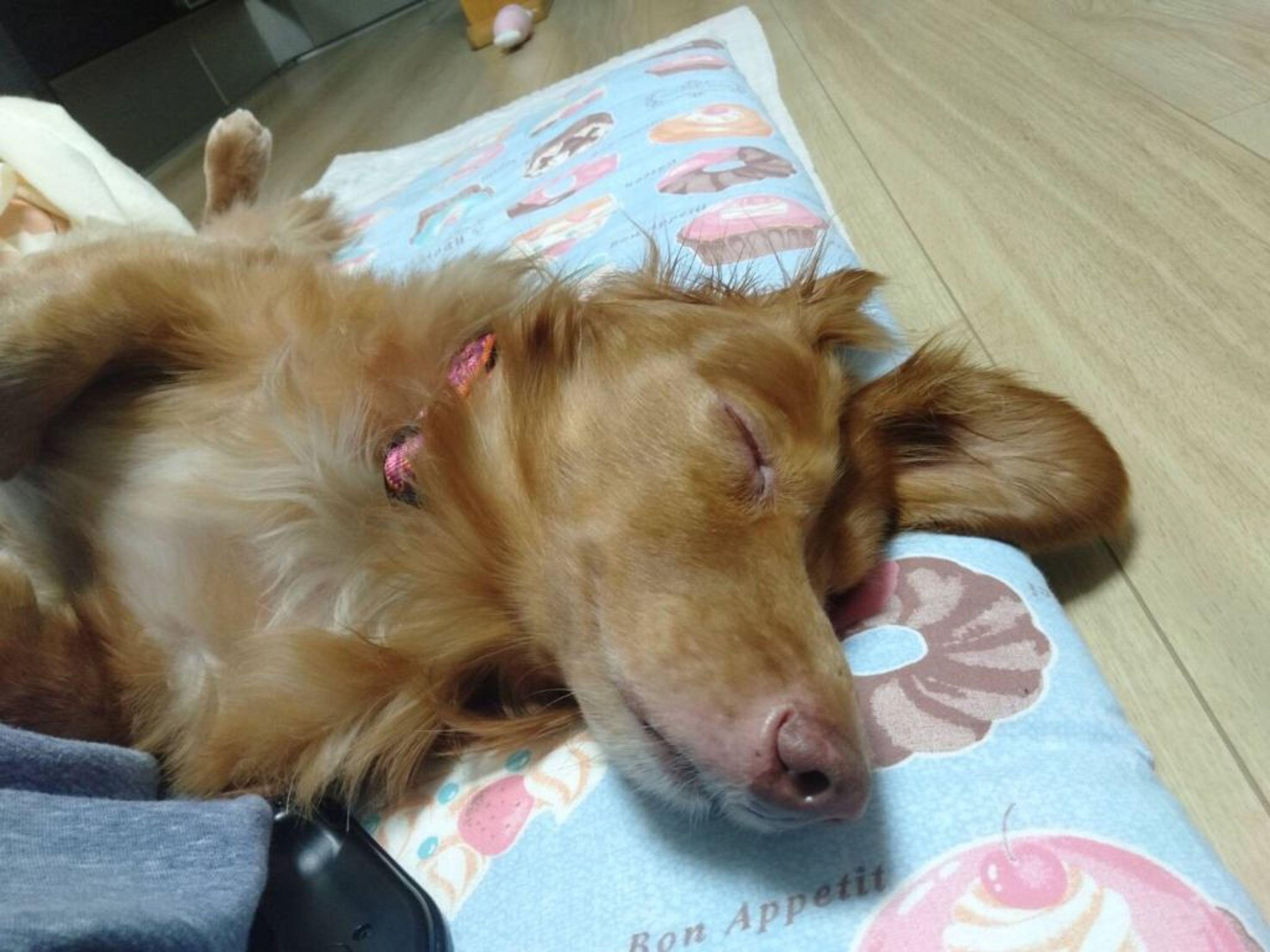pet-image-8