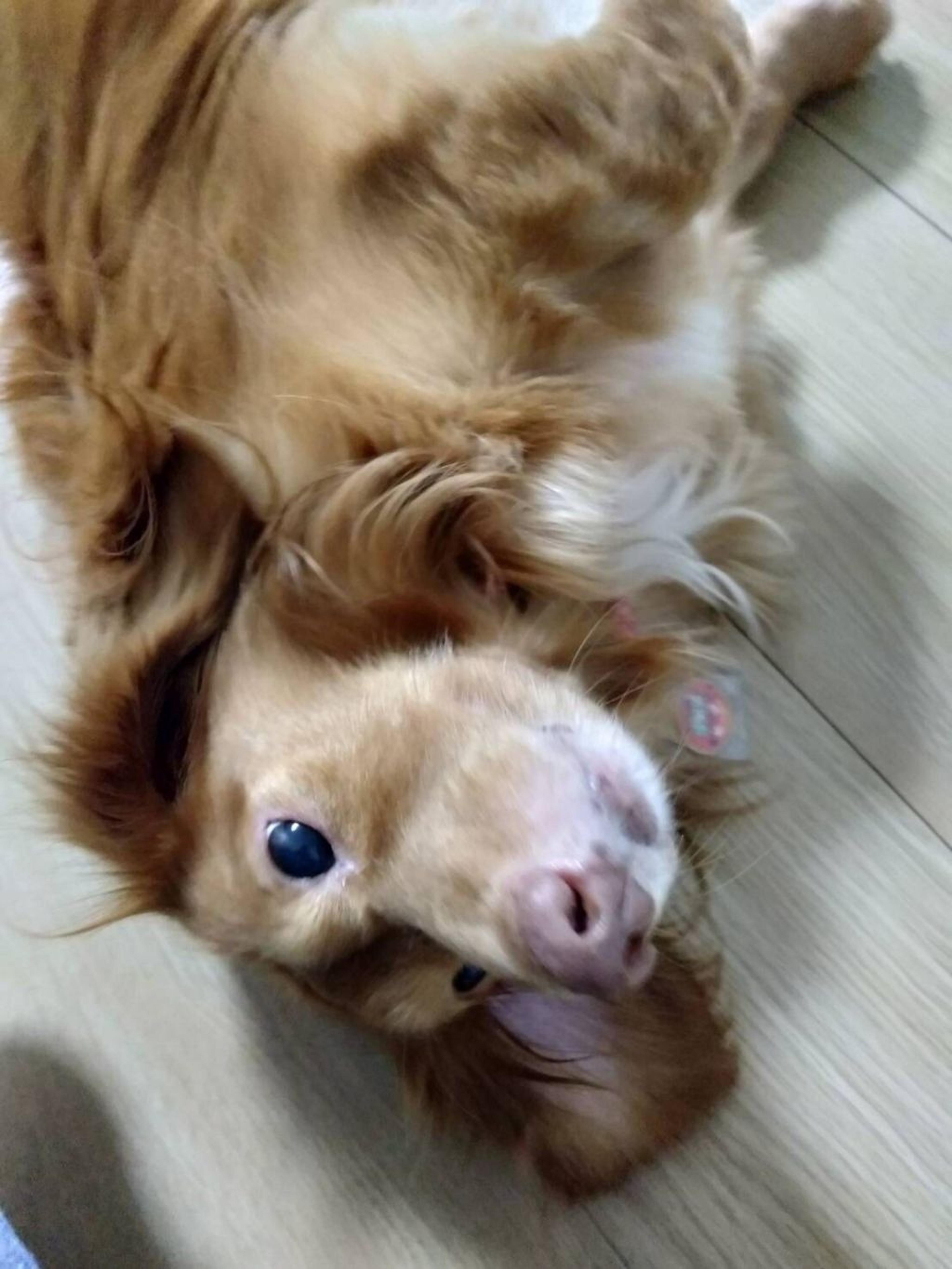 pet-image-9