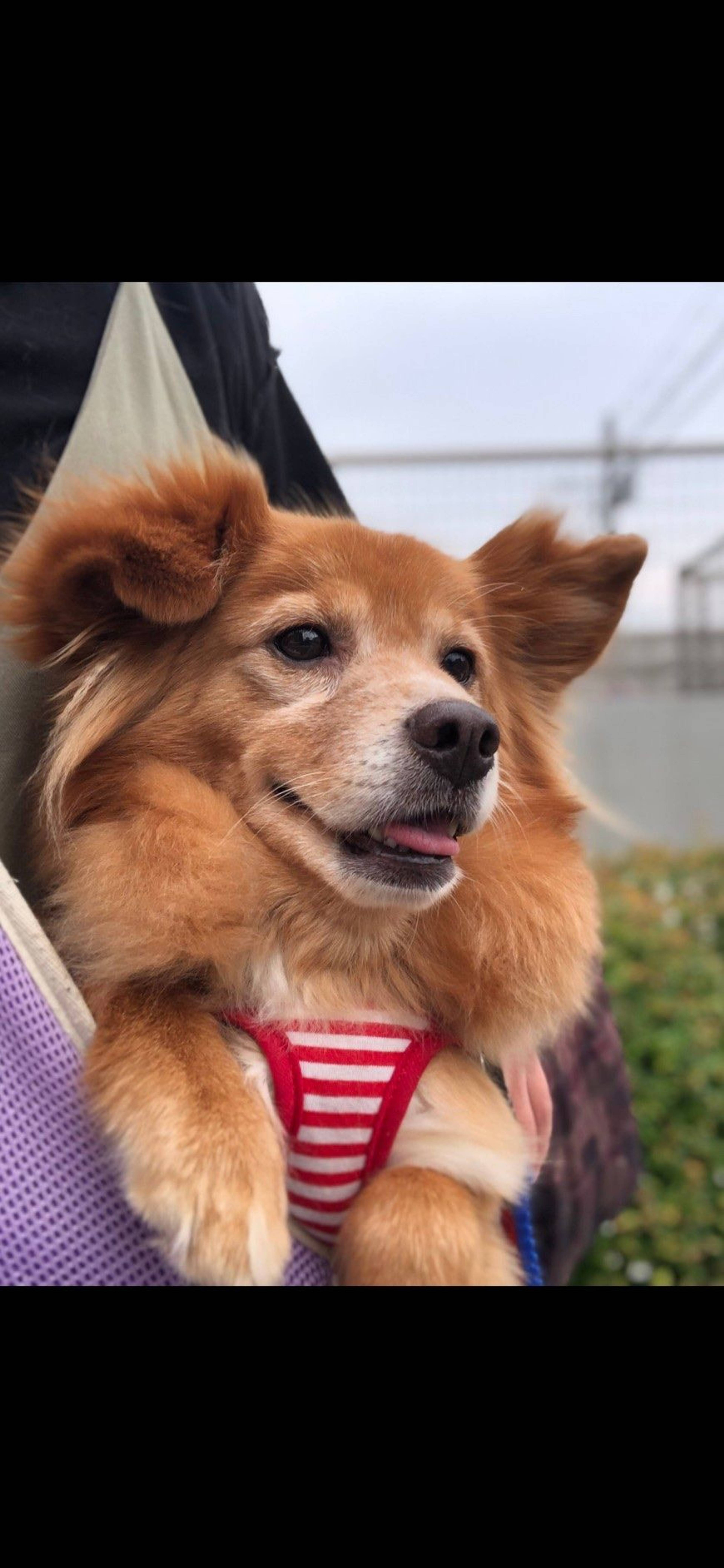 雑種（ミックス犬）・メスの里親募集の写真