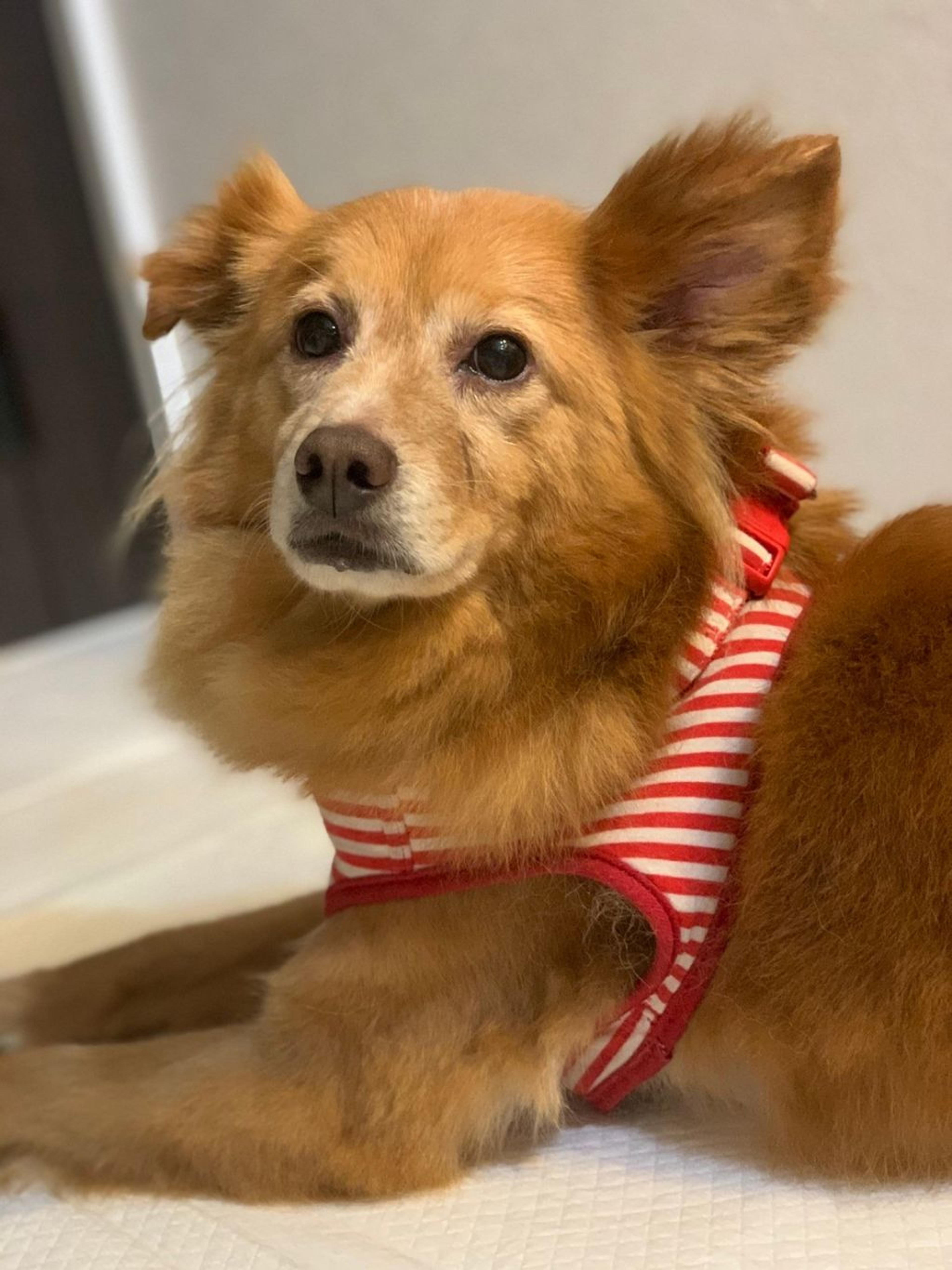 pet-image-3
