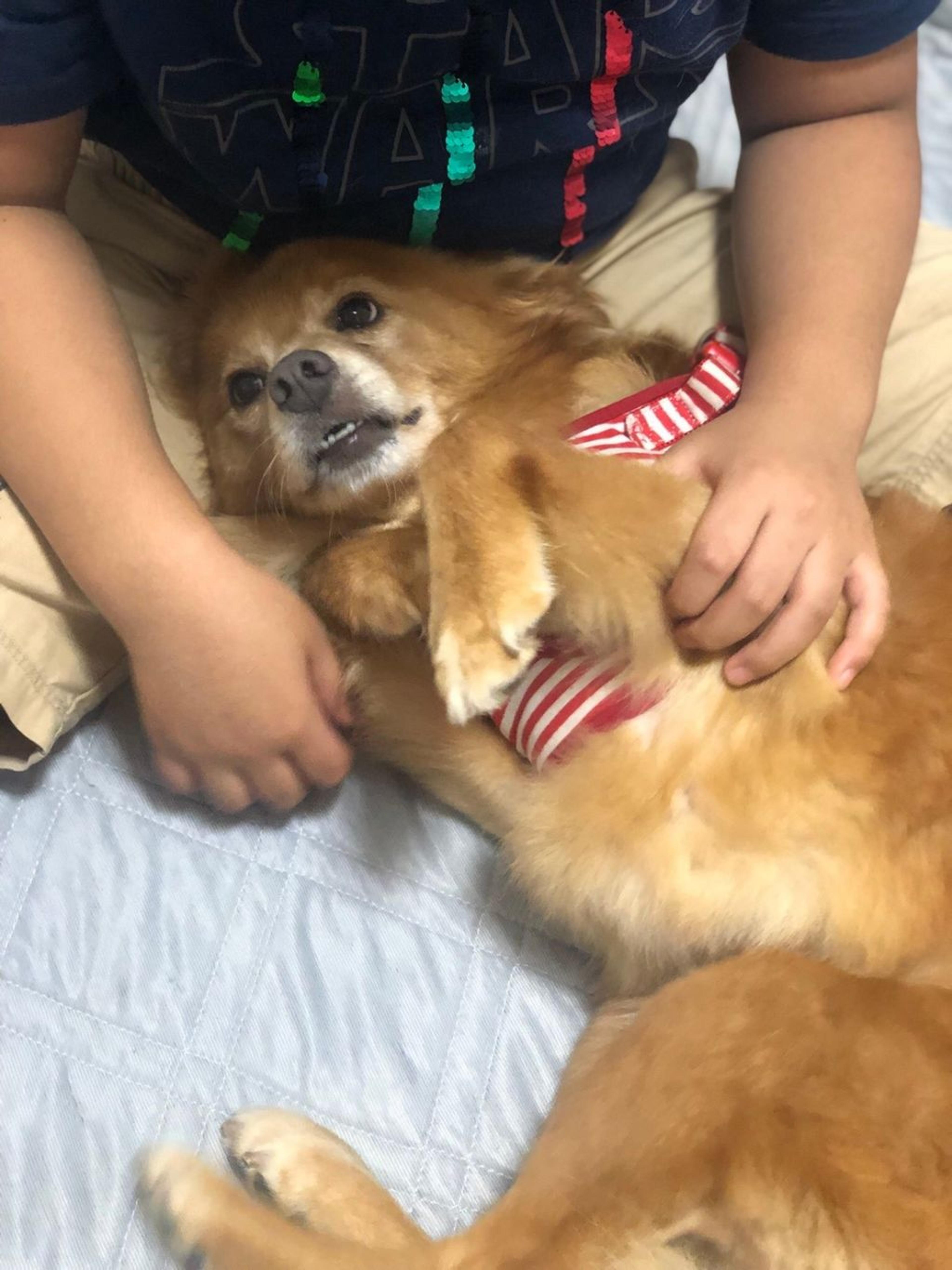 pet-image-4