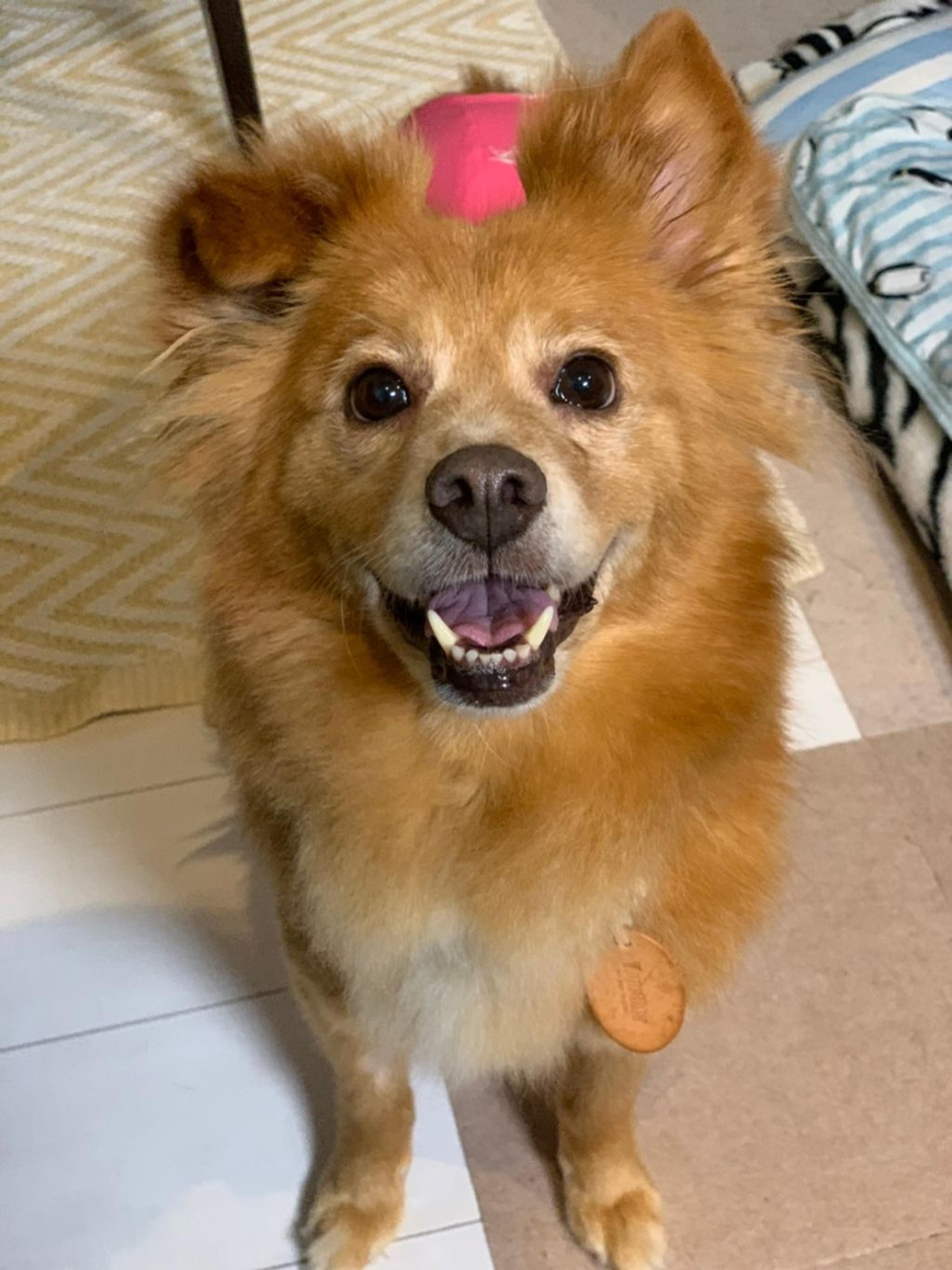 pet-image-5