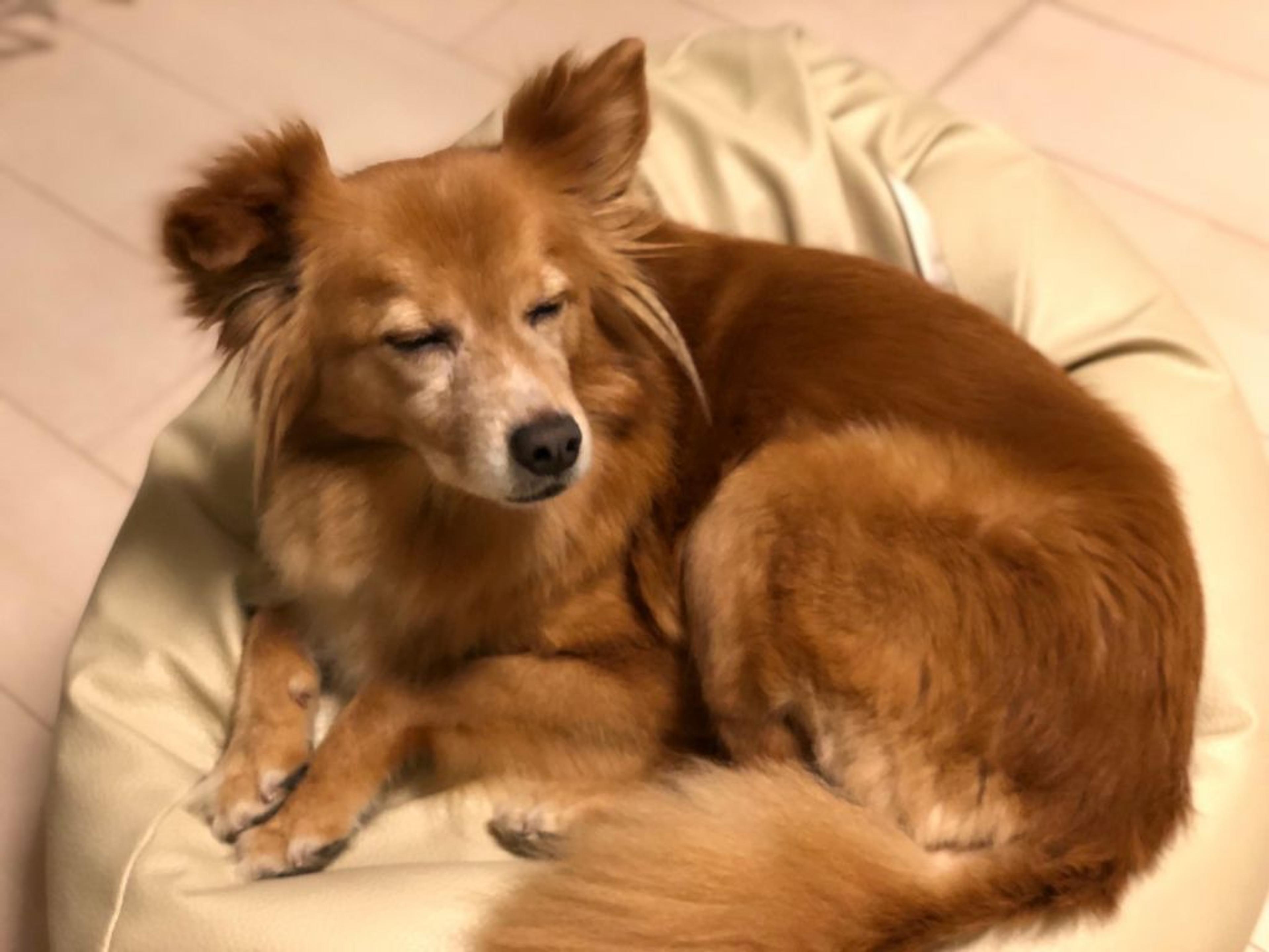 pet-image-6