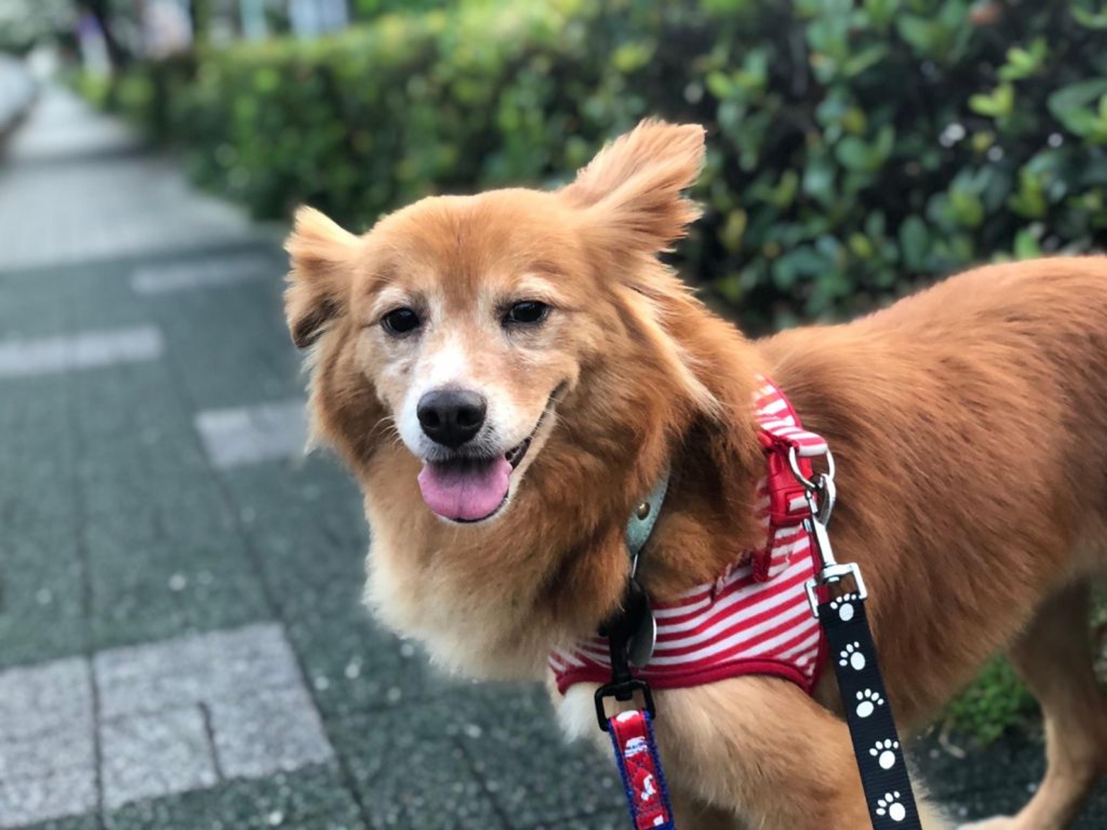 pet-image-8