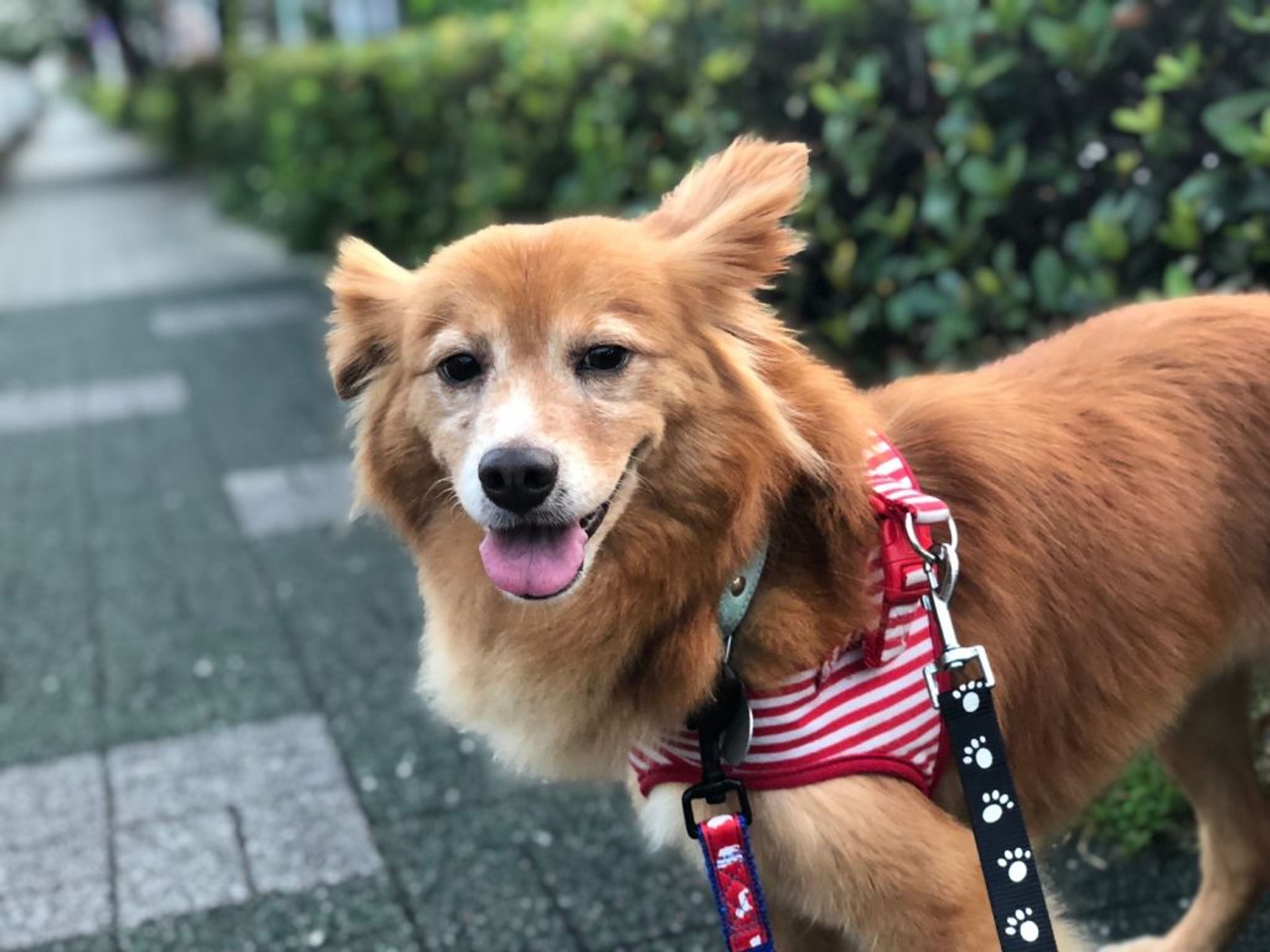 pet-image-8