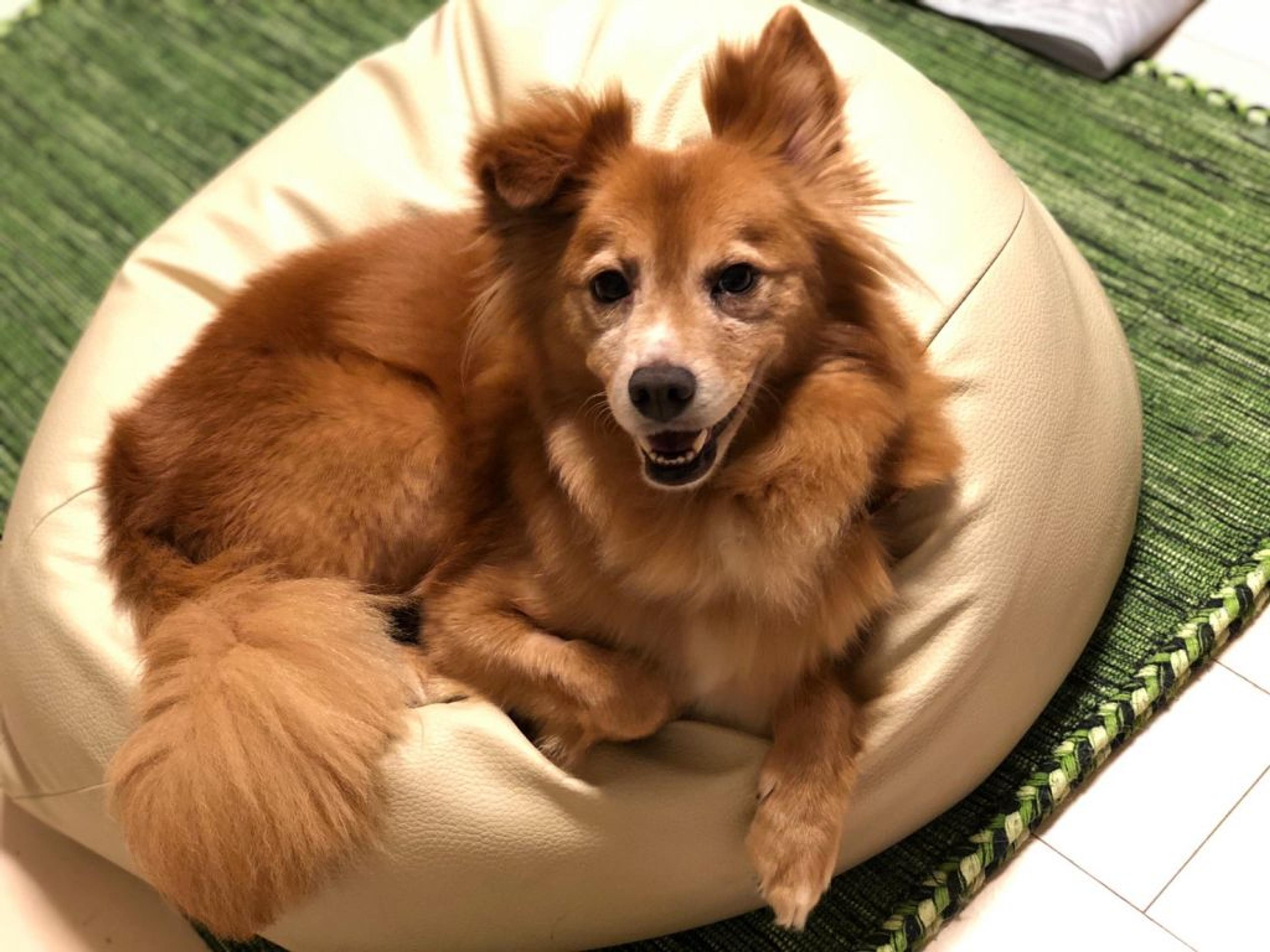pet-image-9