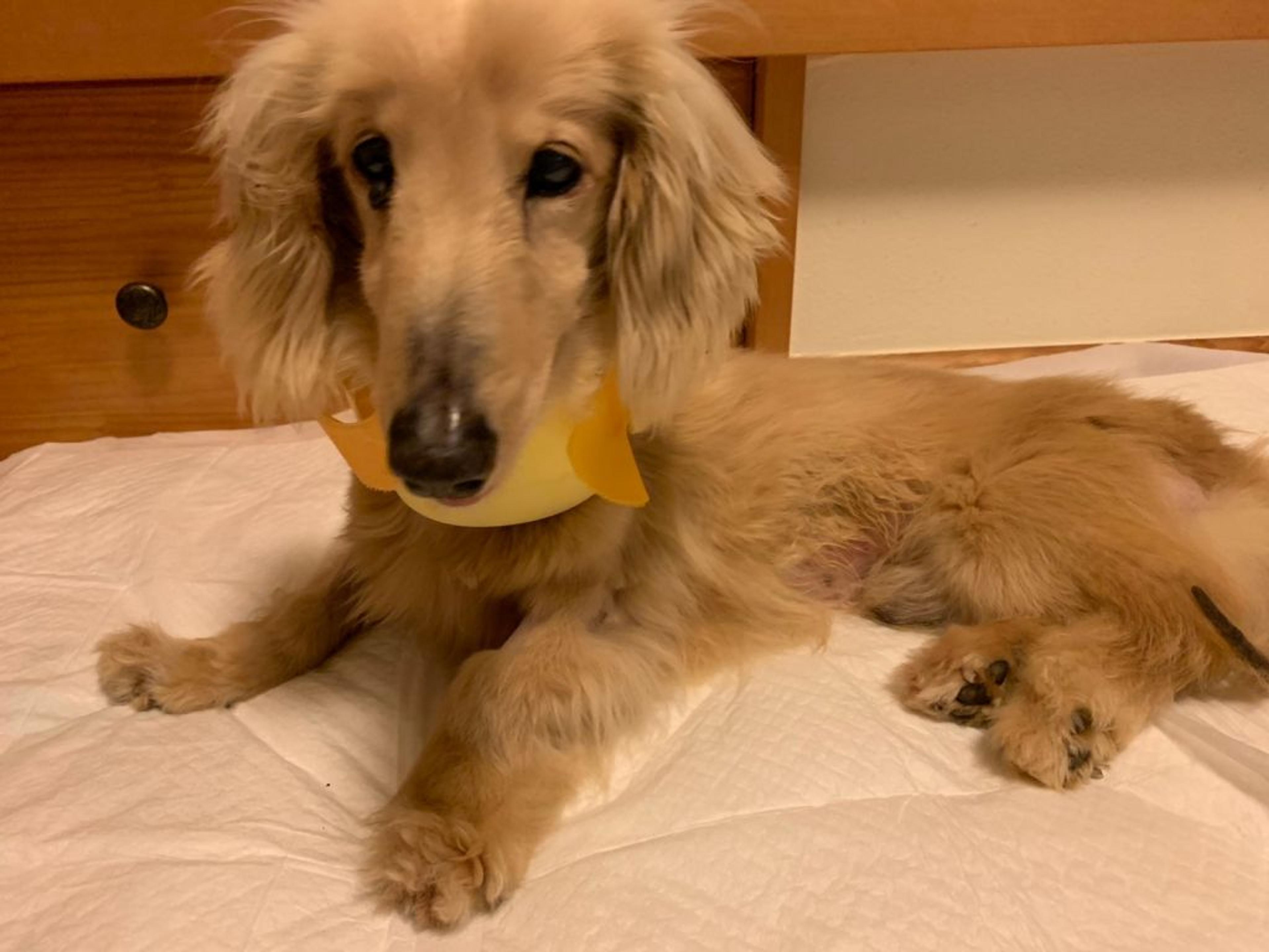 pet-image-3