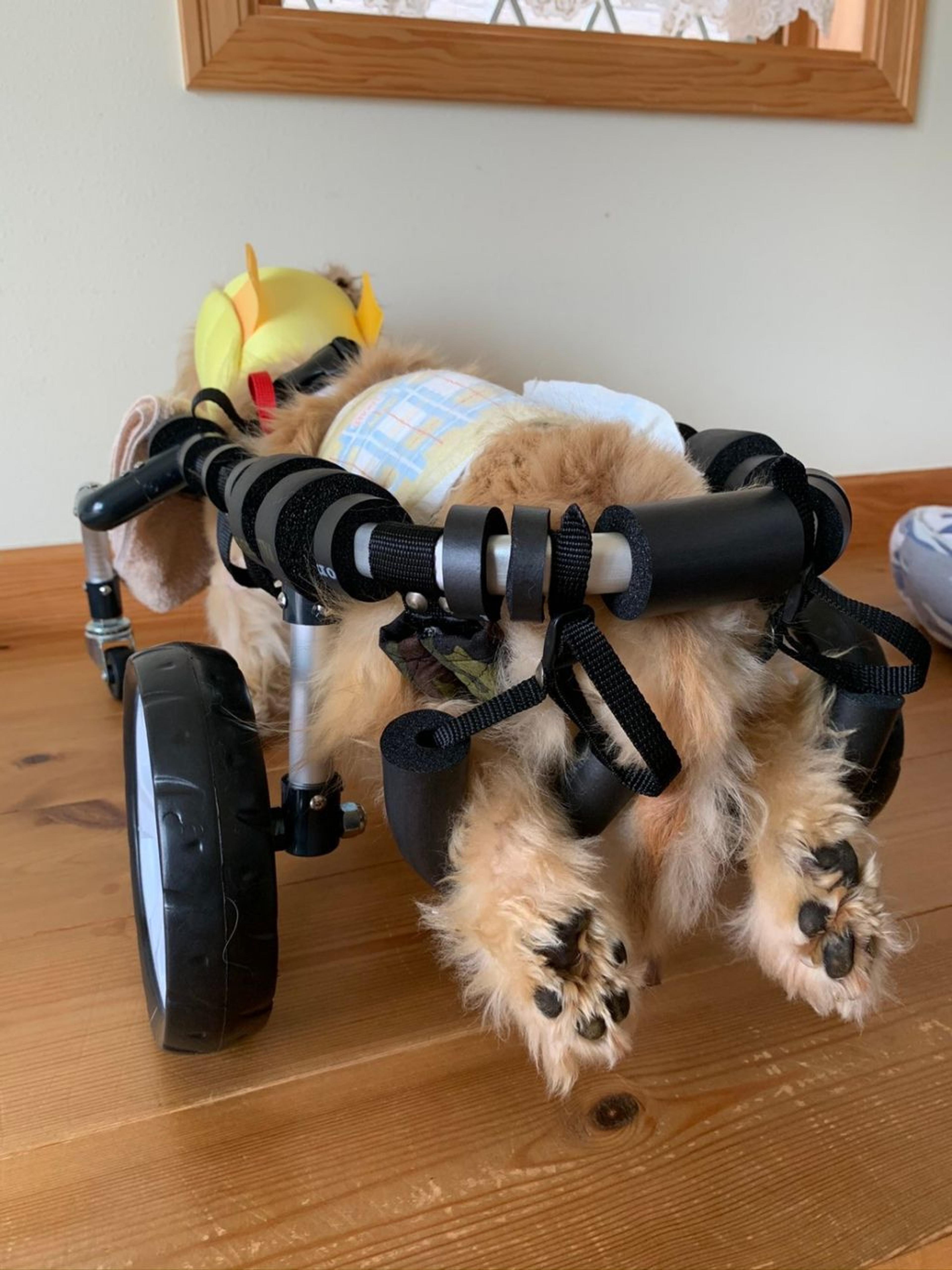 pet-image-8
