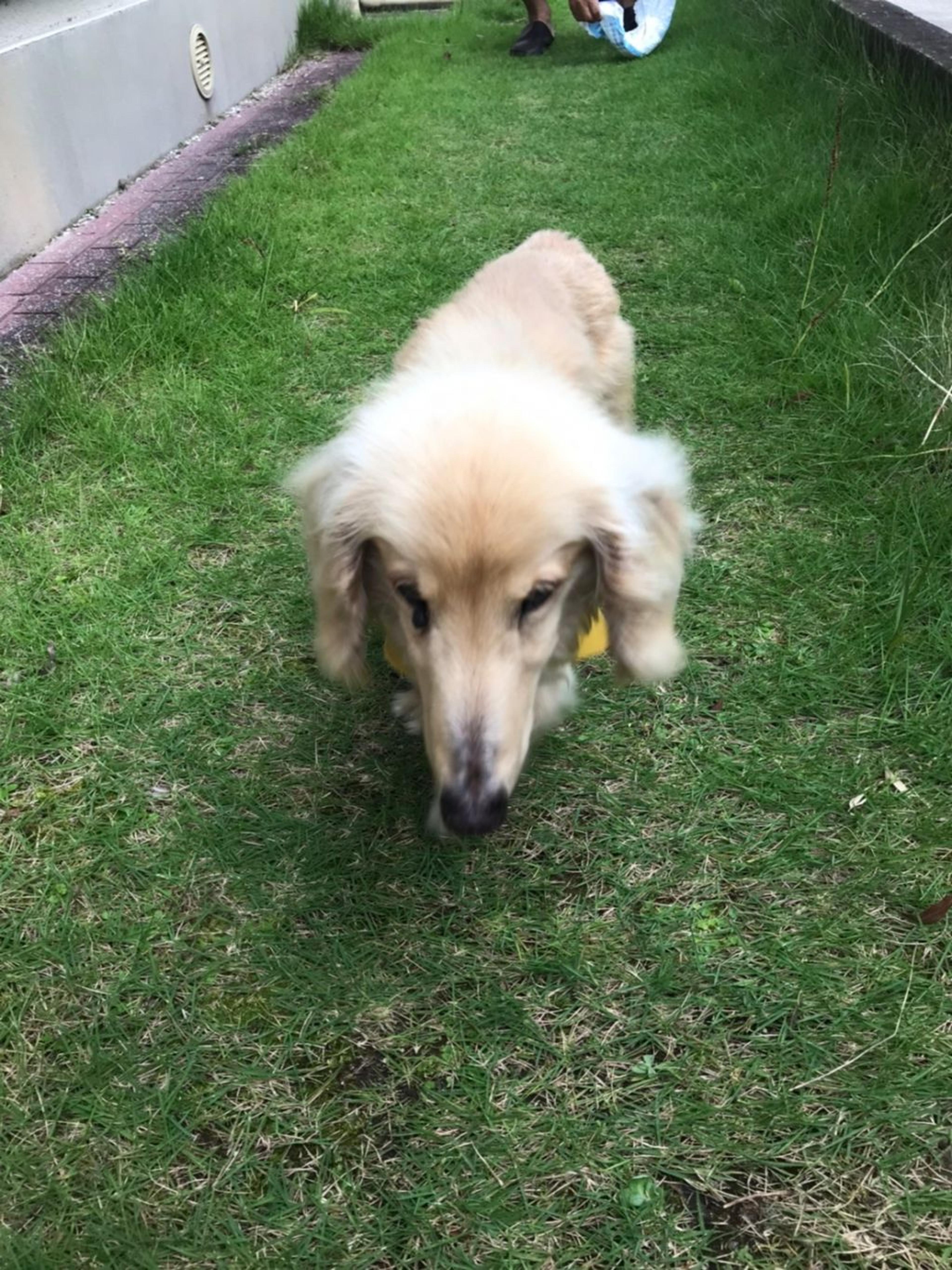 pet-image-9