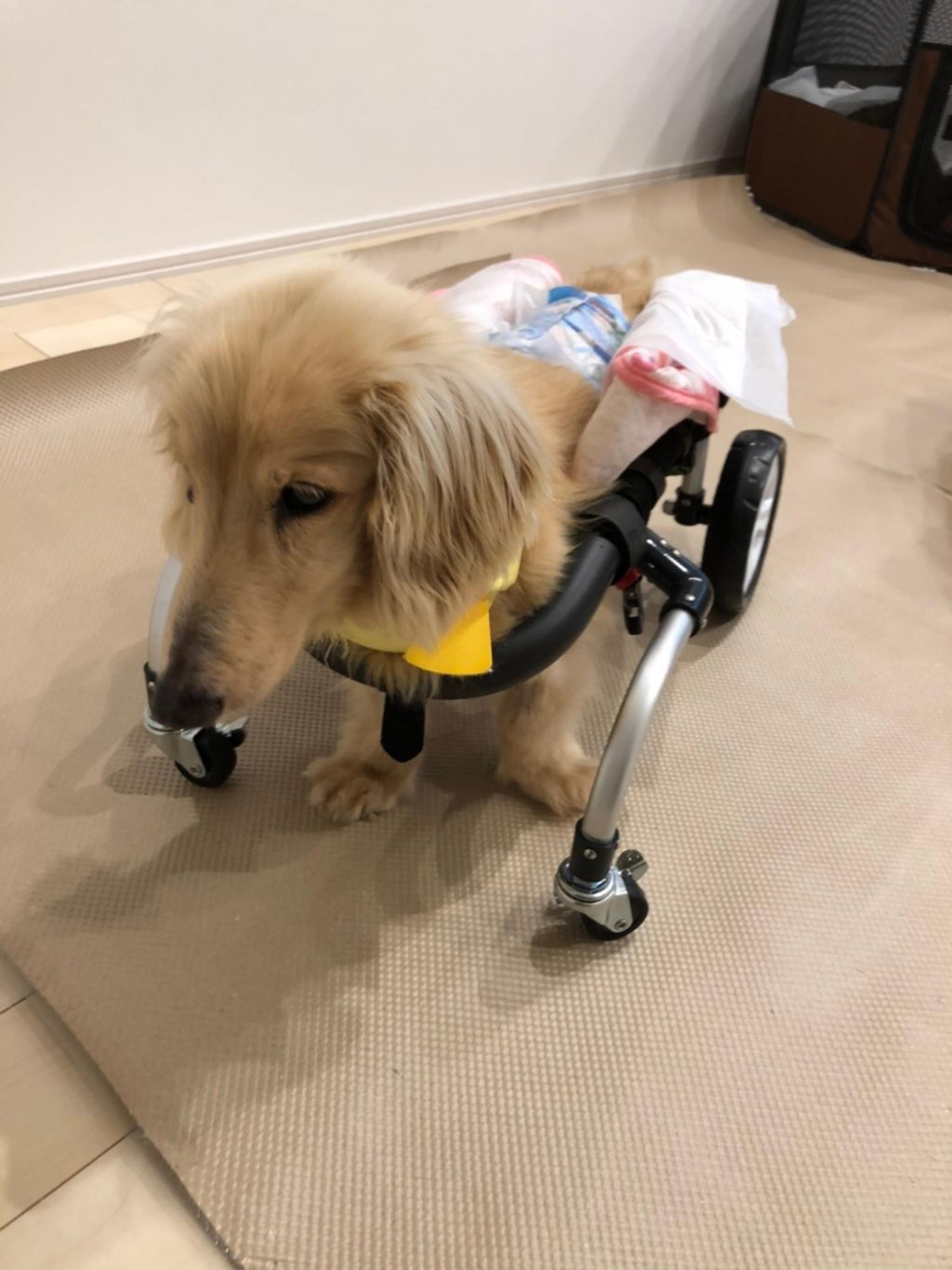 pet-image-10