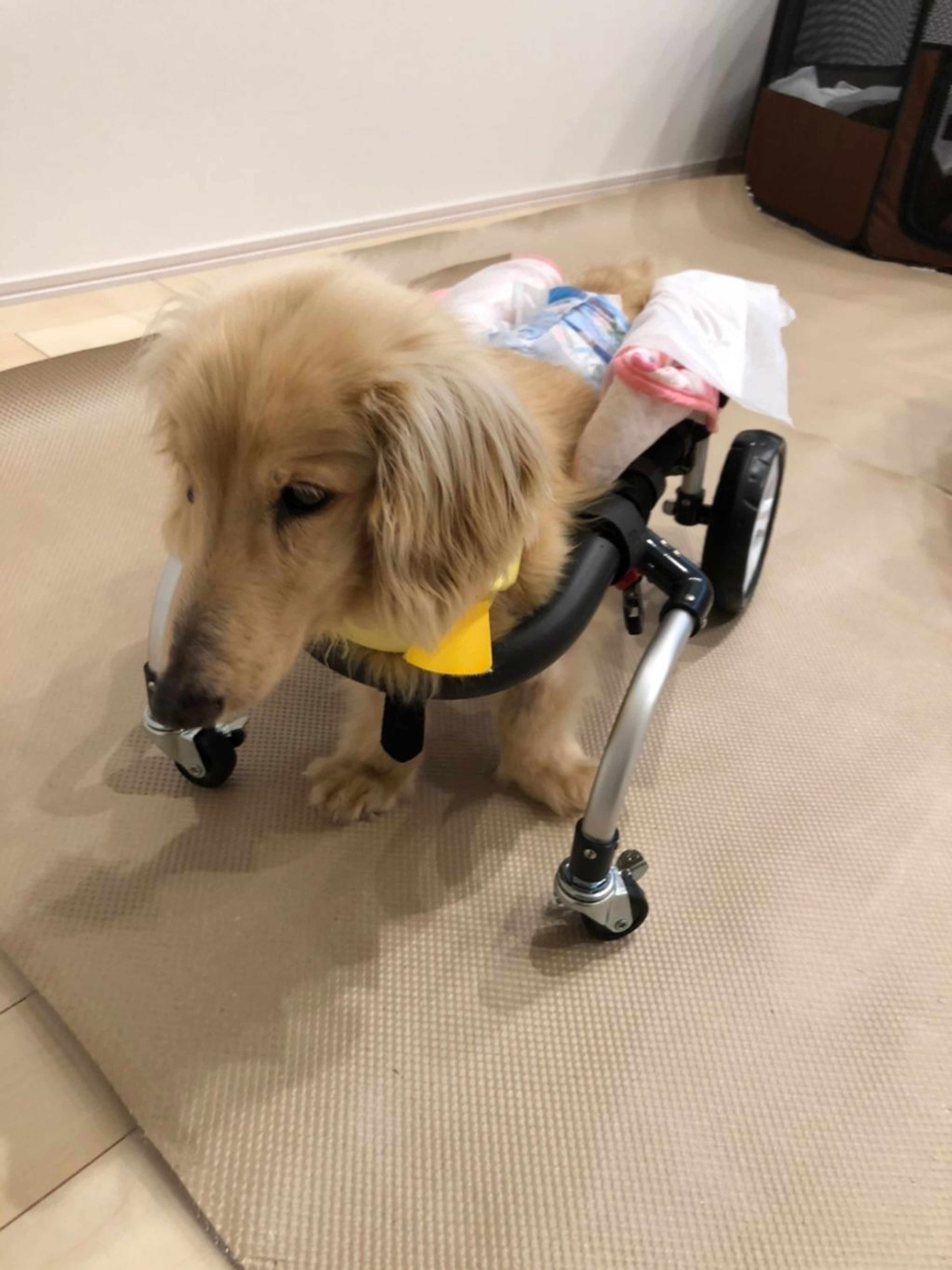 pet-image-10