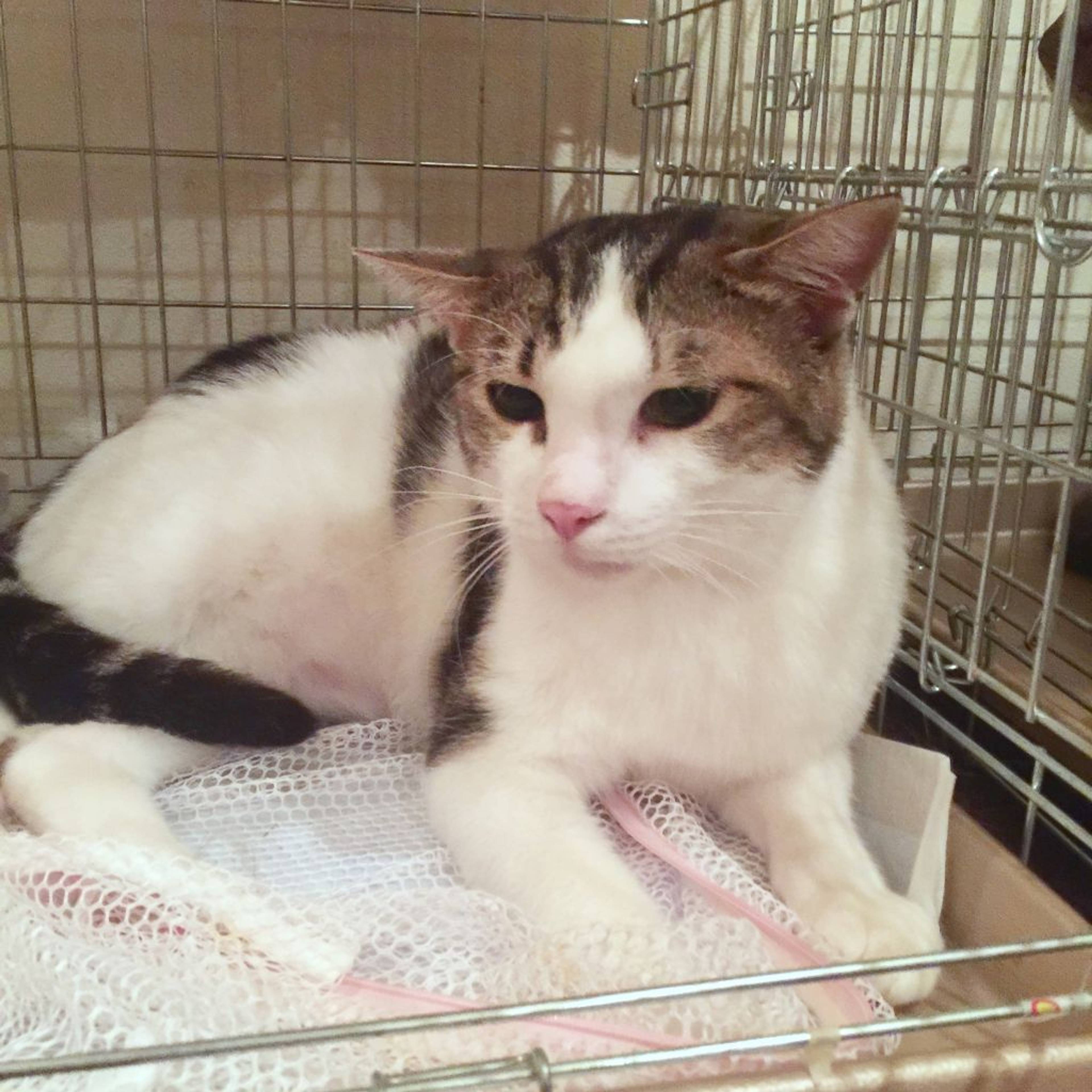 雑種（ミックス猫）・オスの里親募集の写真