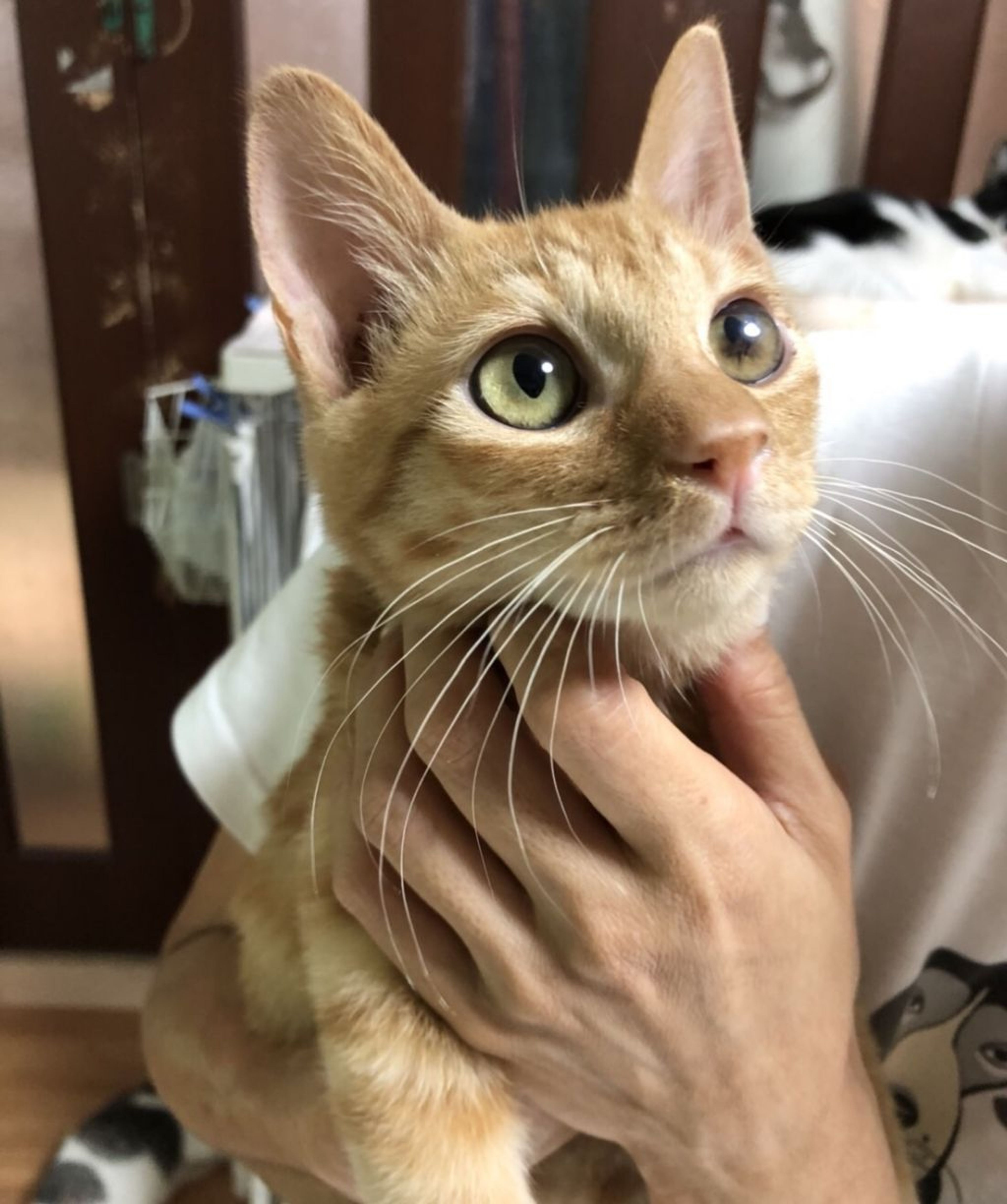 雑種（ミックス猫）・オスの里親募集の写真