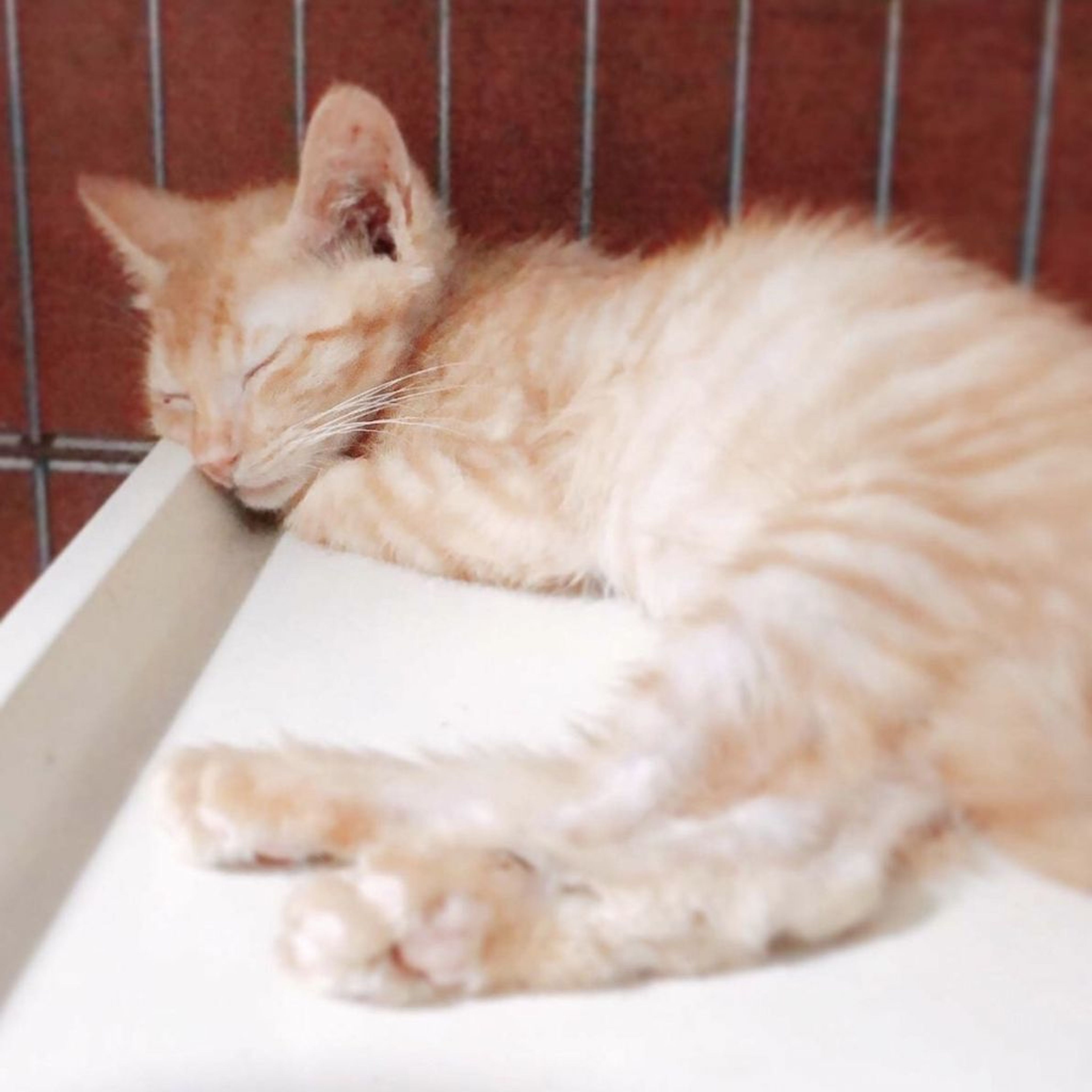 pet-image-5