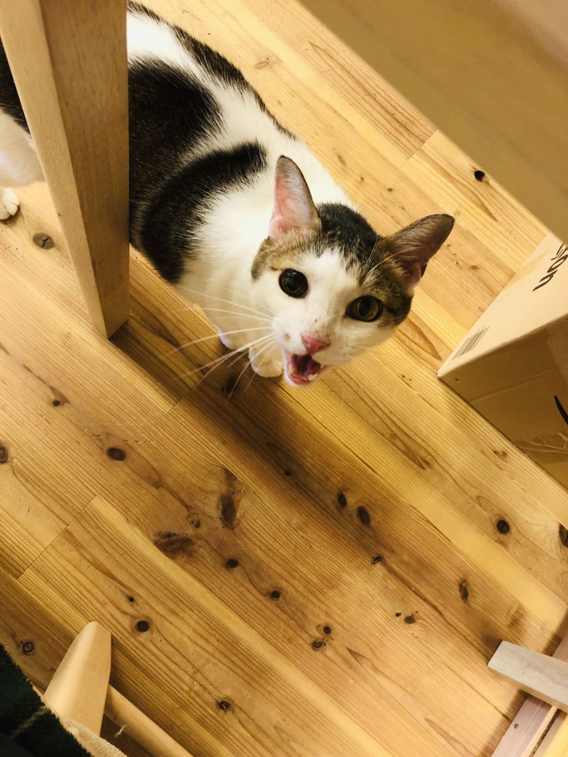 雑種（ミックス猫）・オスの里親募集の写真