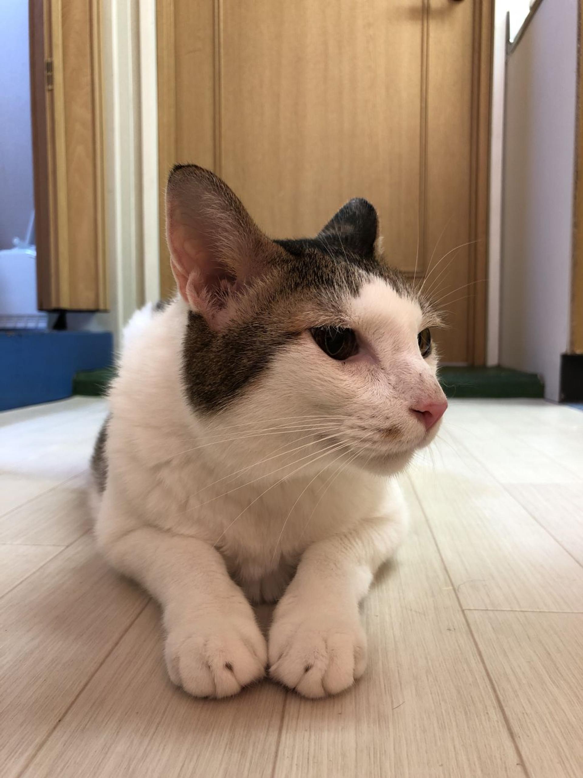 pet-image-2