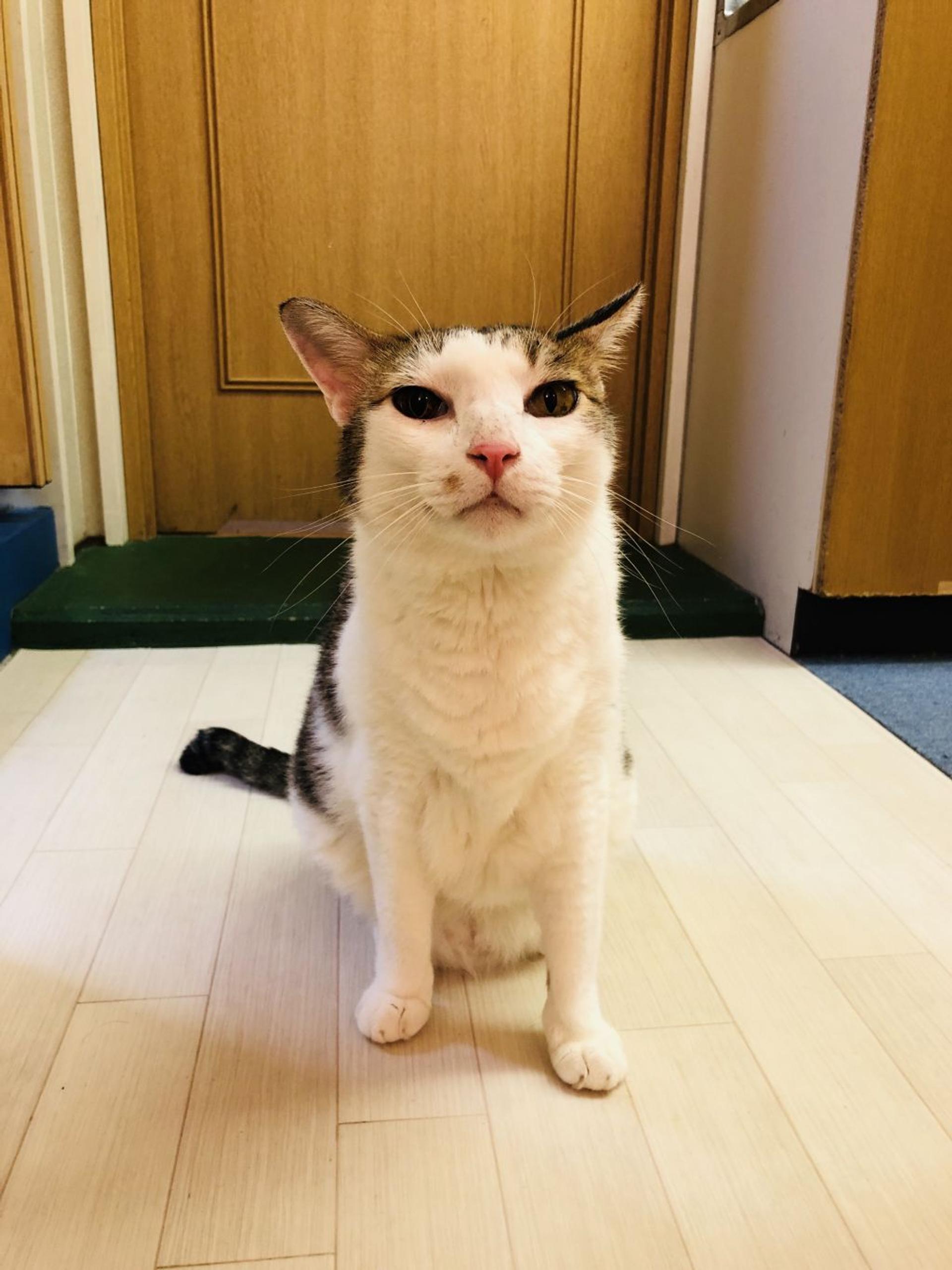 pet-image-6