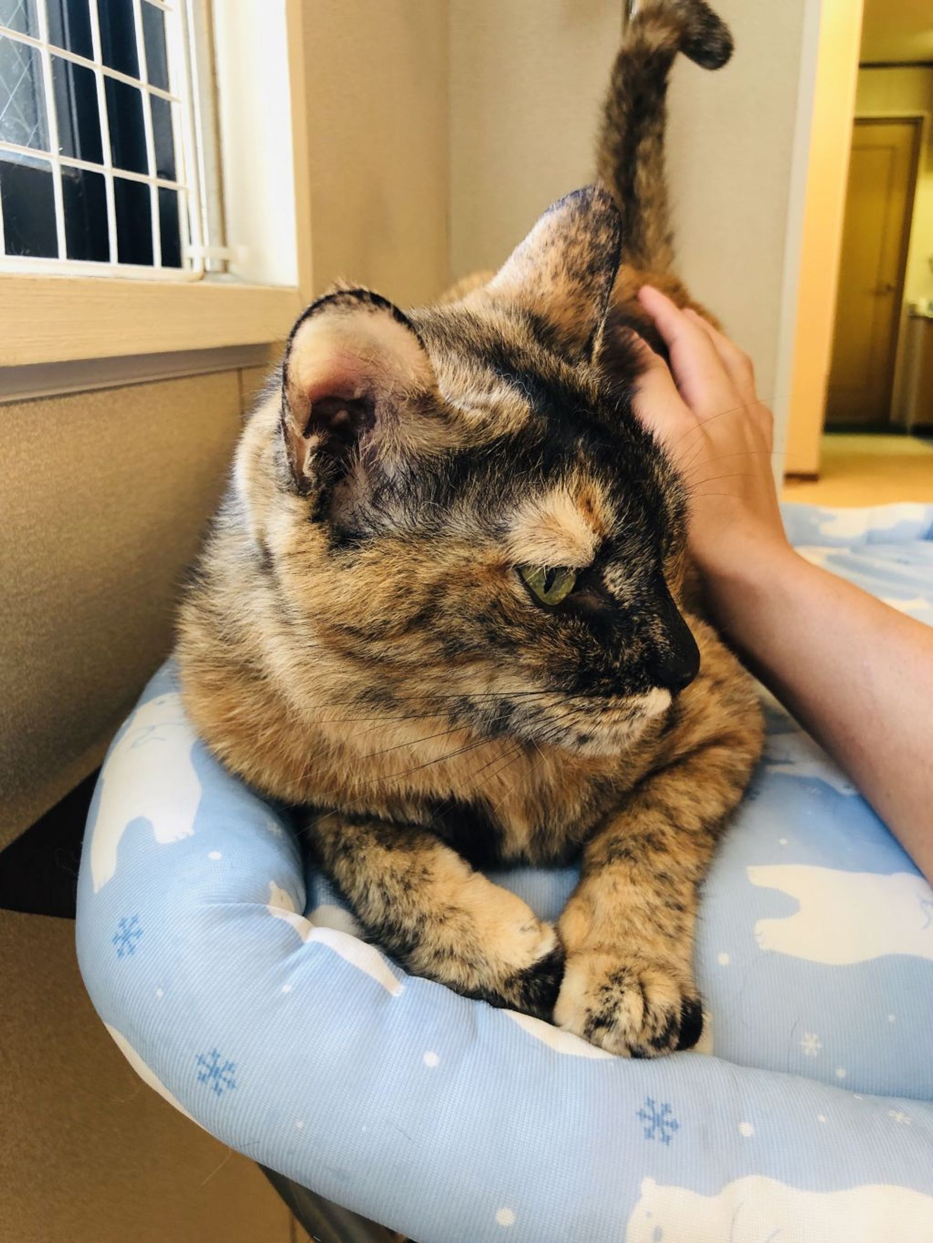 雑種（ミックス猫）・メスの里親募集の写真