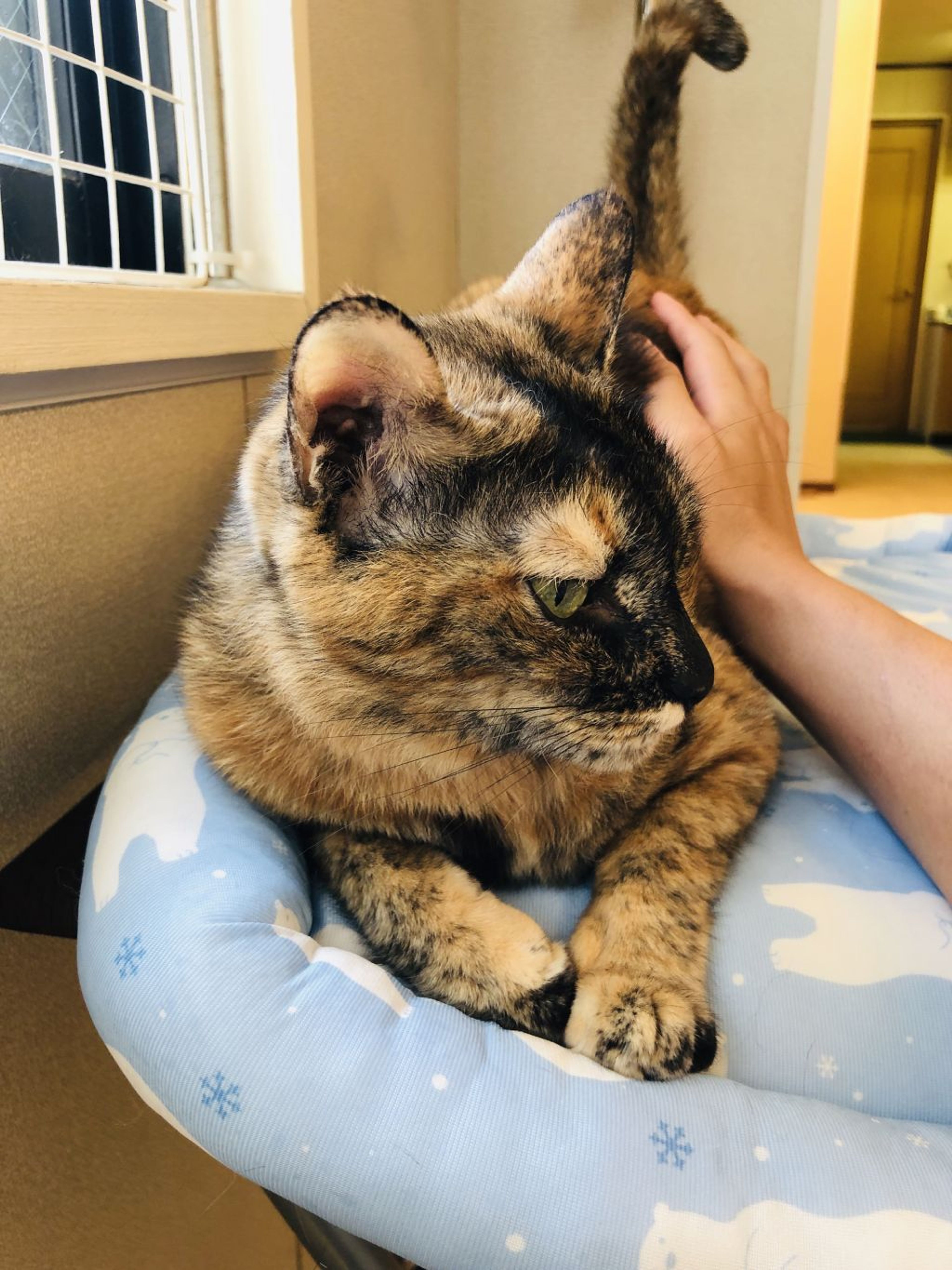 雑種（ミックス猫）・メスの里親募集の写真