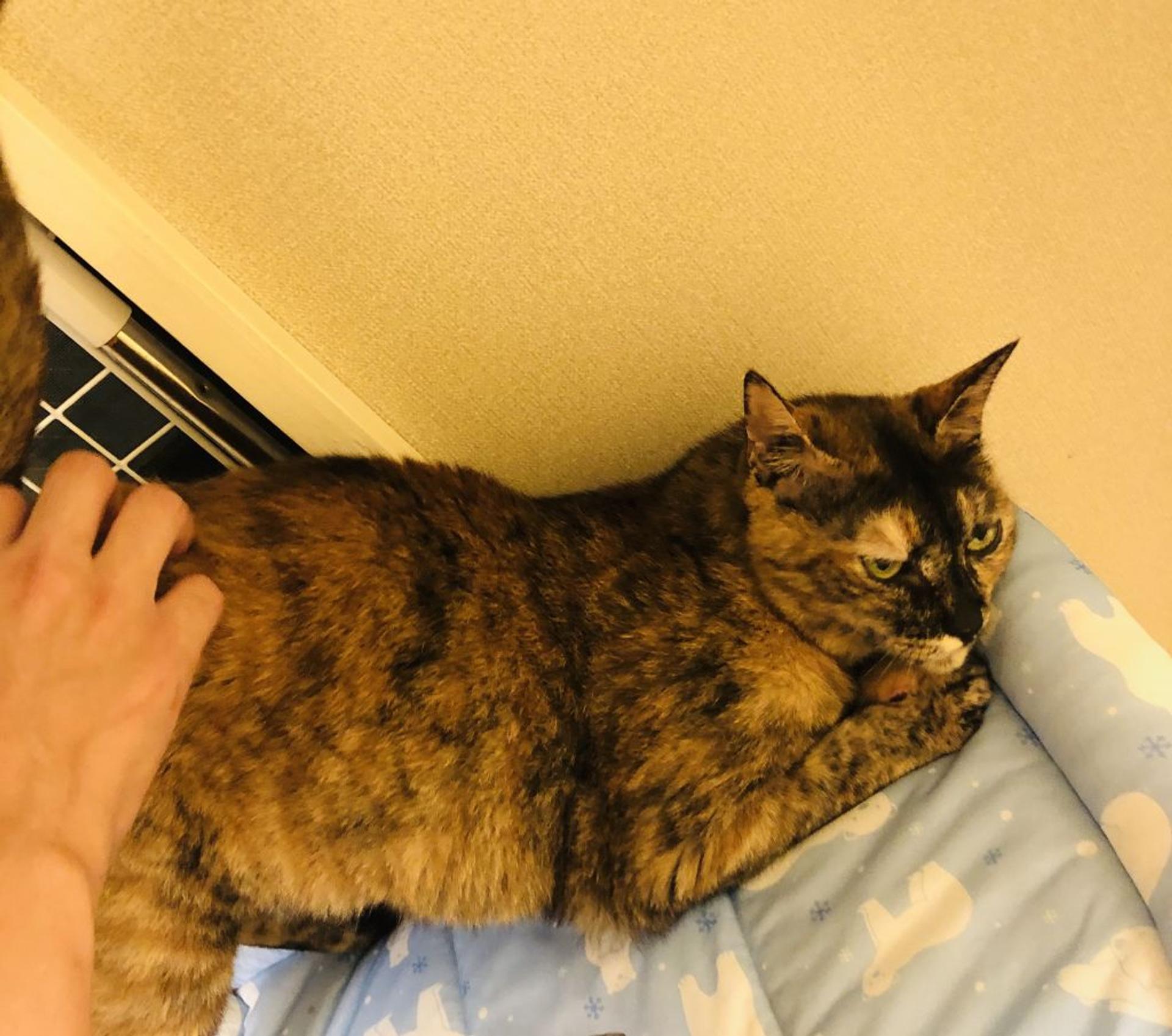 pet-image-4