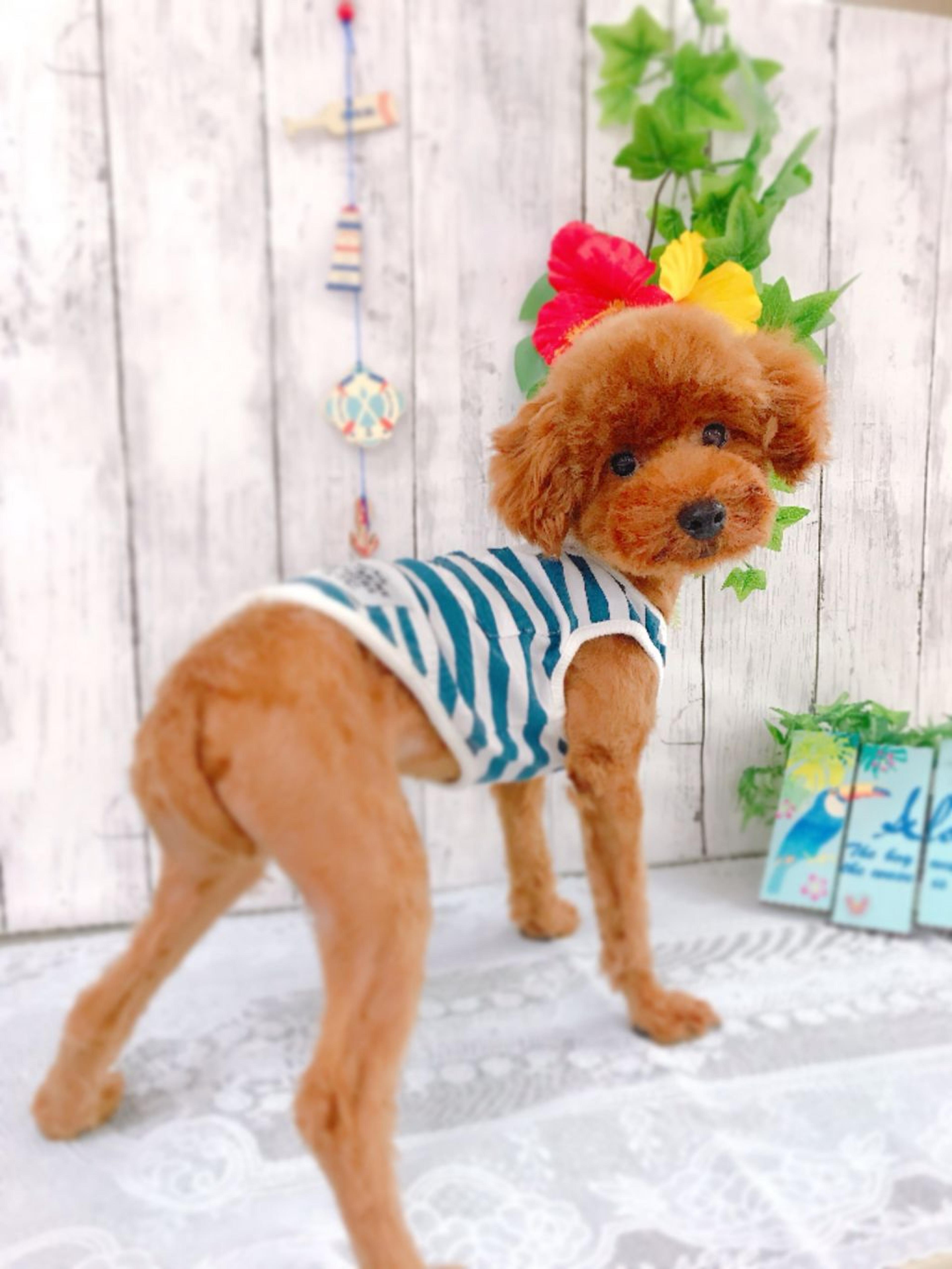 pet-image-2