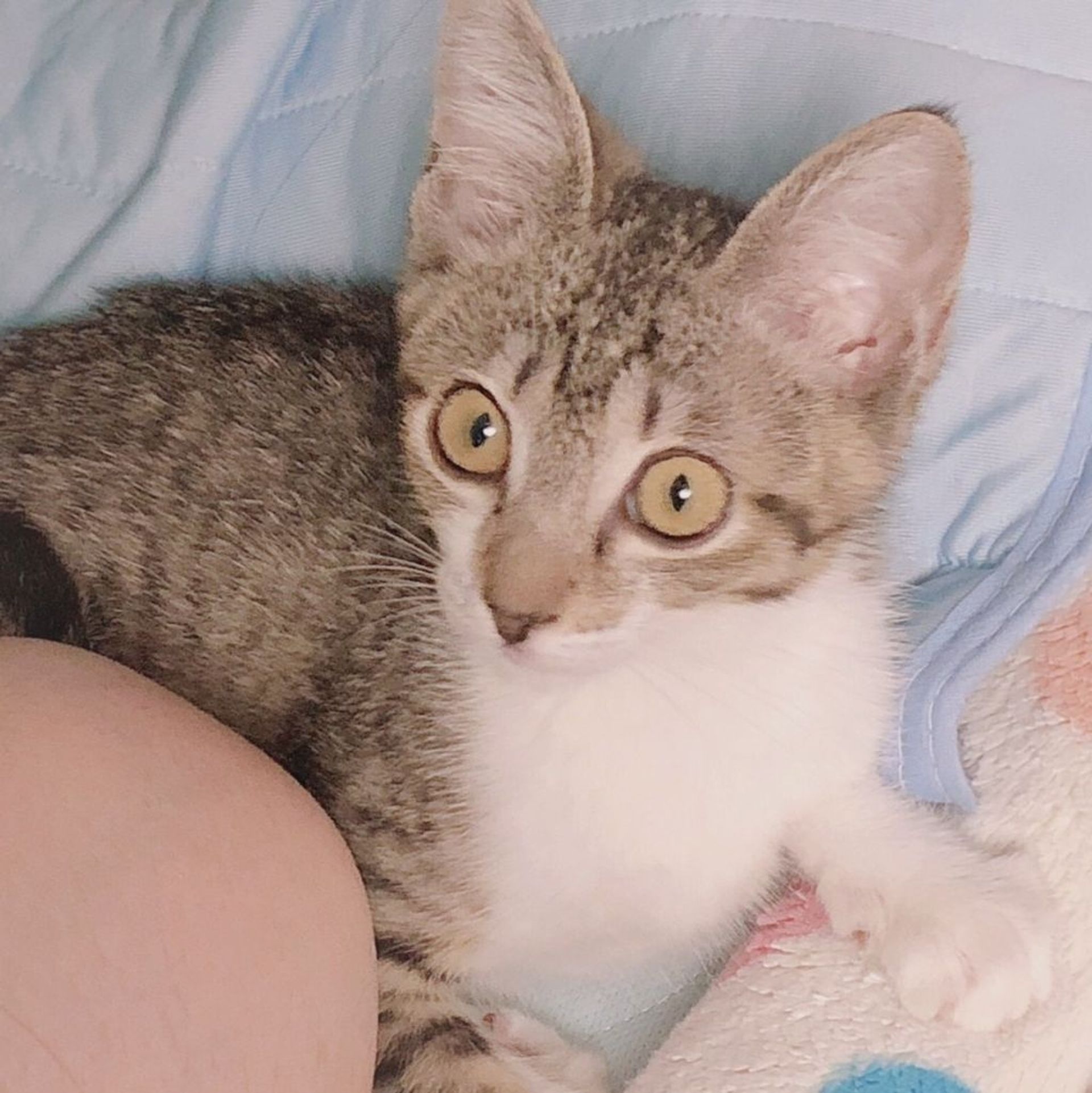 雑種（ミックス猫）・オスの里親募集の写真