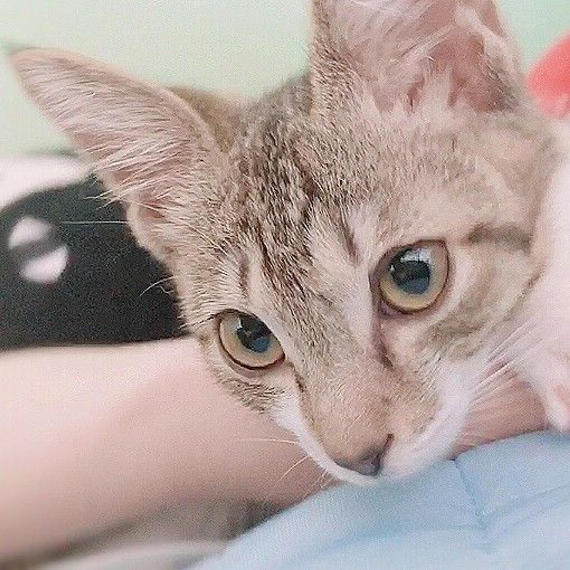 pet-image-2