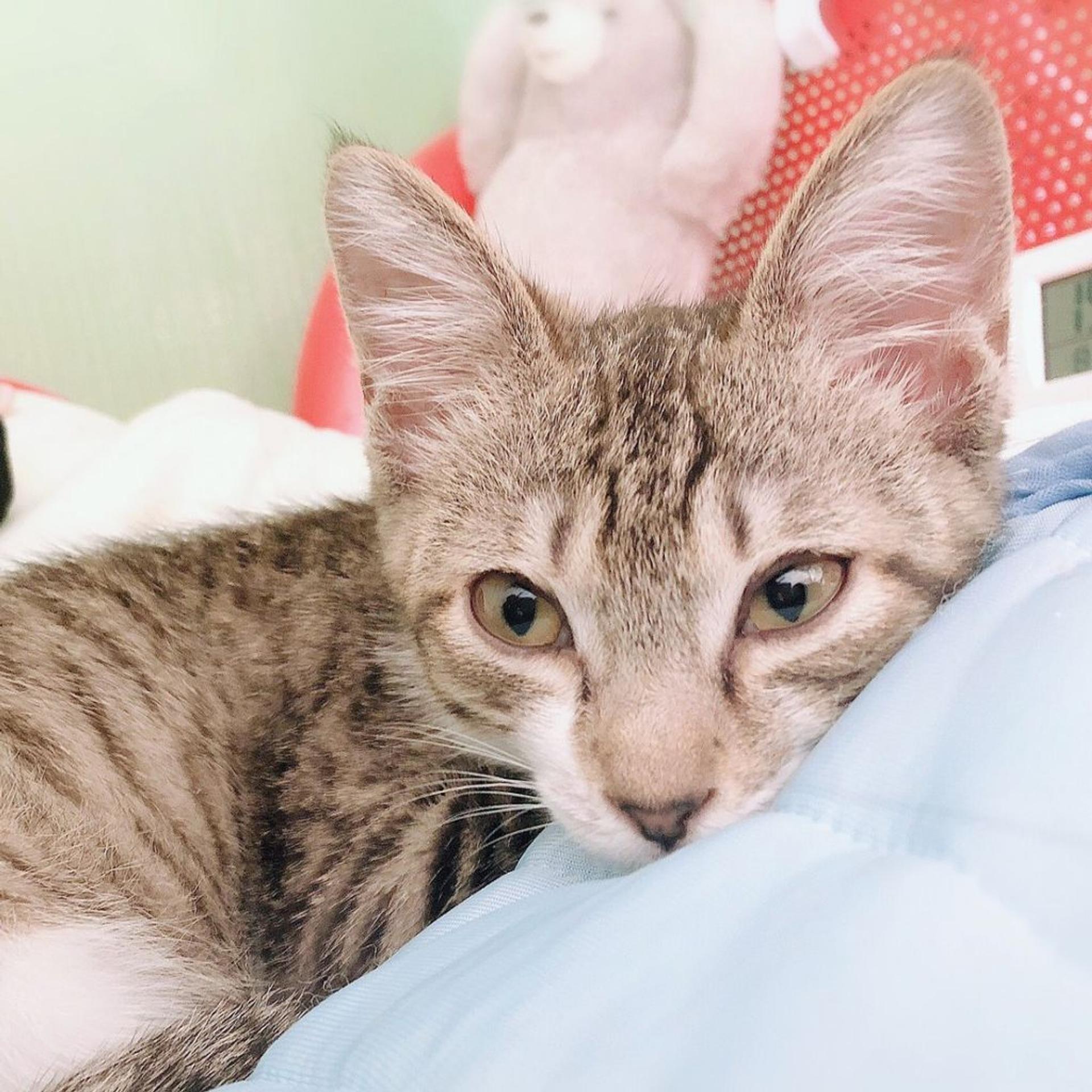 pet-image-4