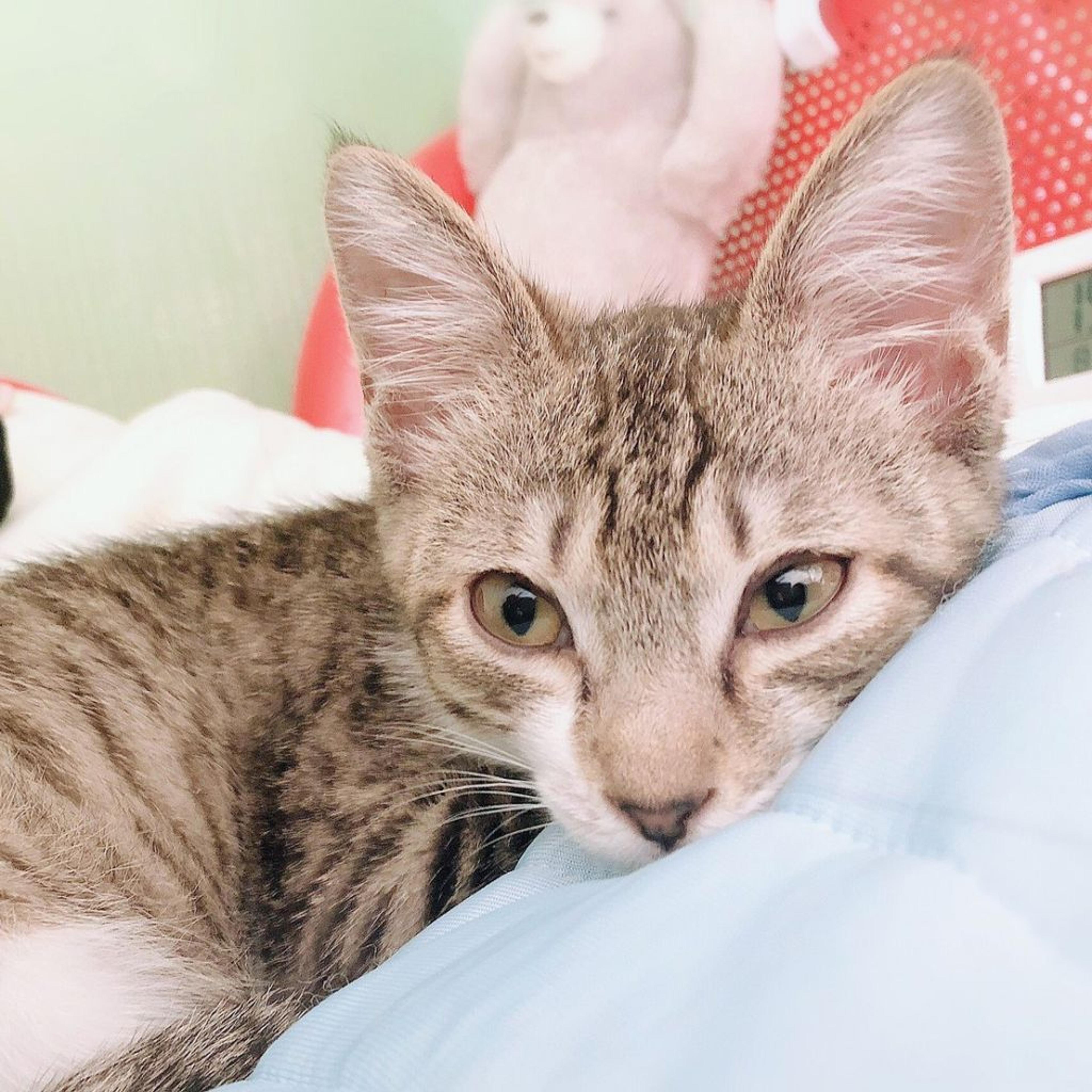 pet-image-4