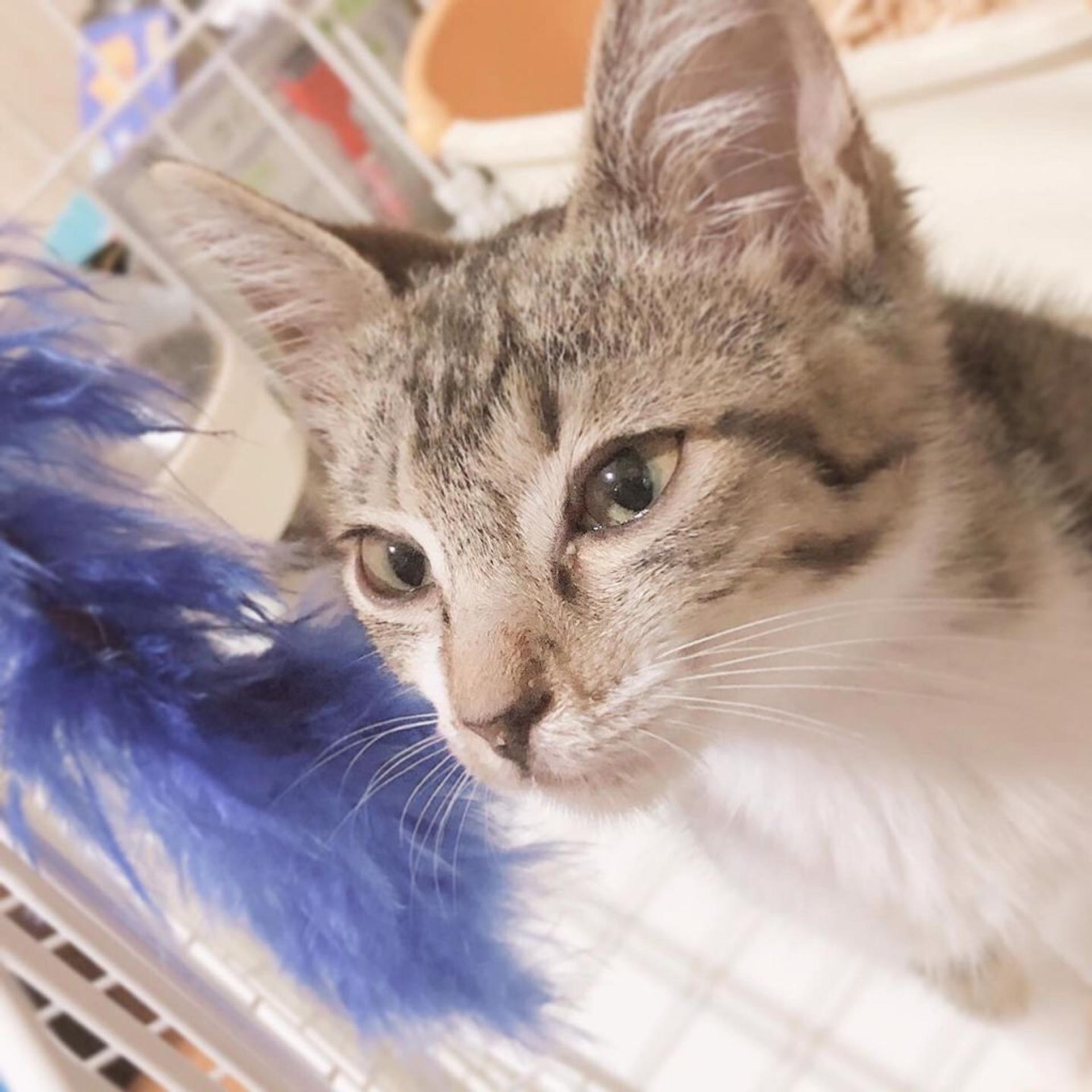 pet-image-6