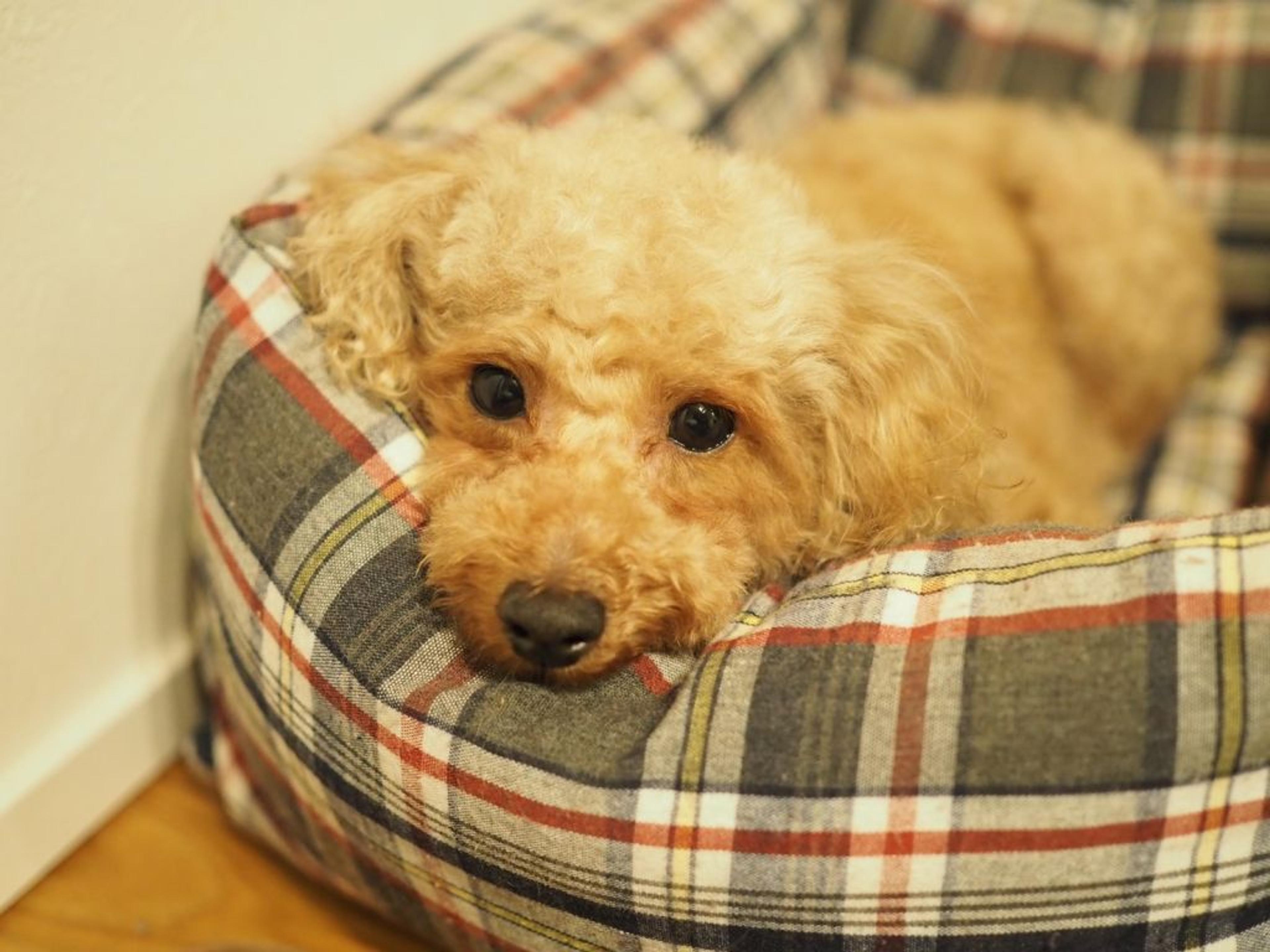pet-image-2
