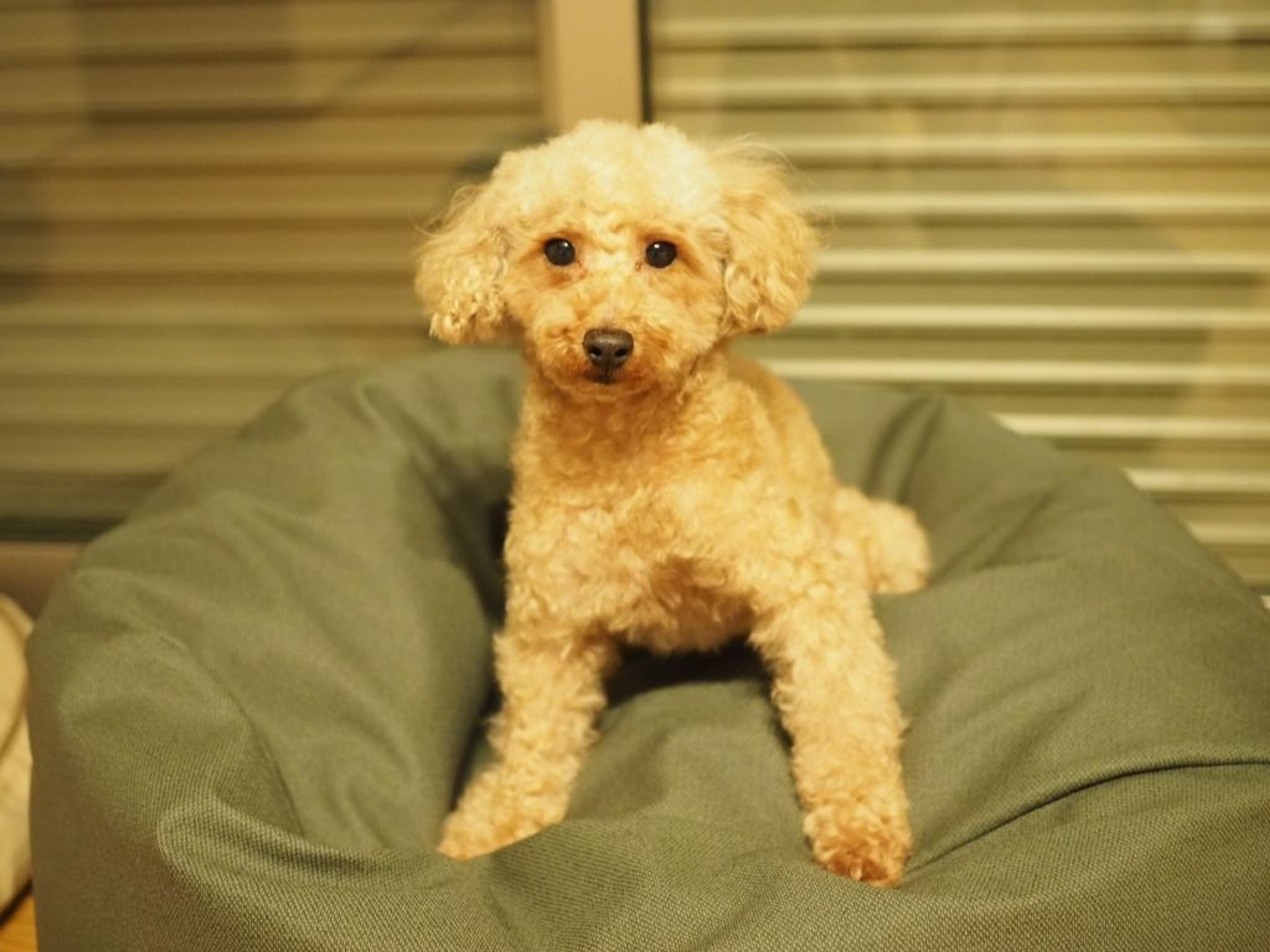 pet-image-3