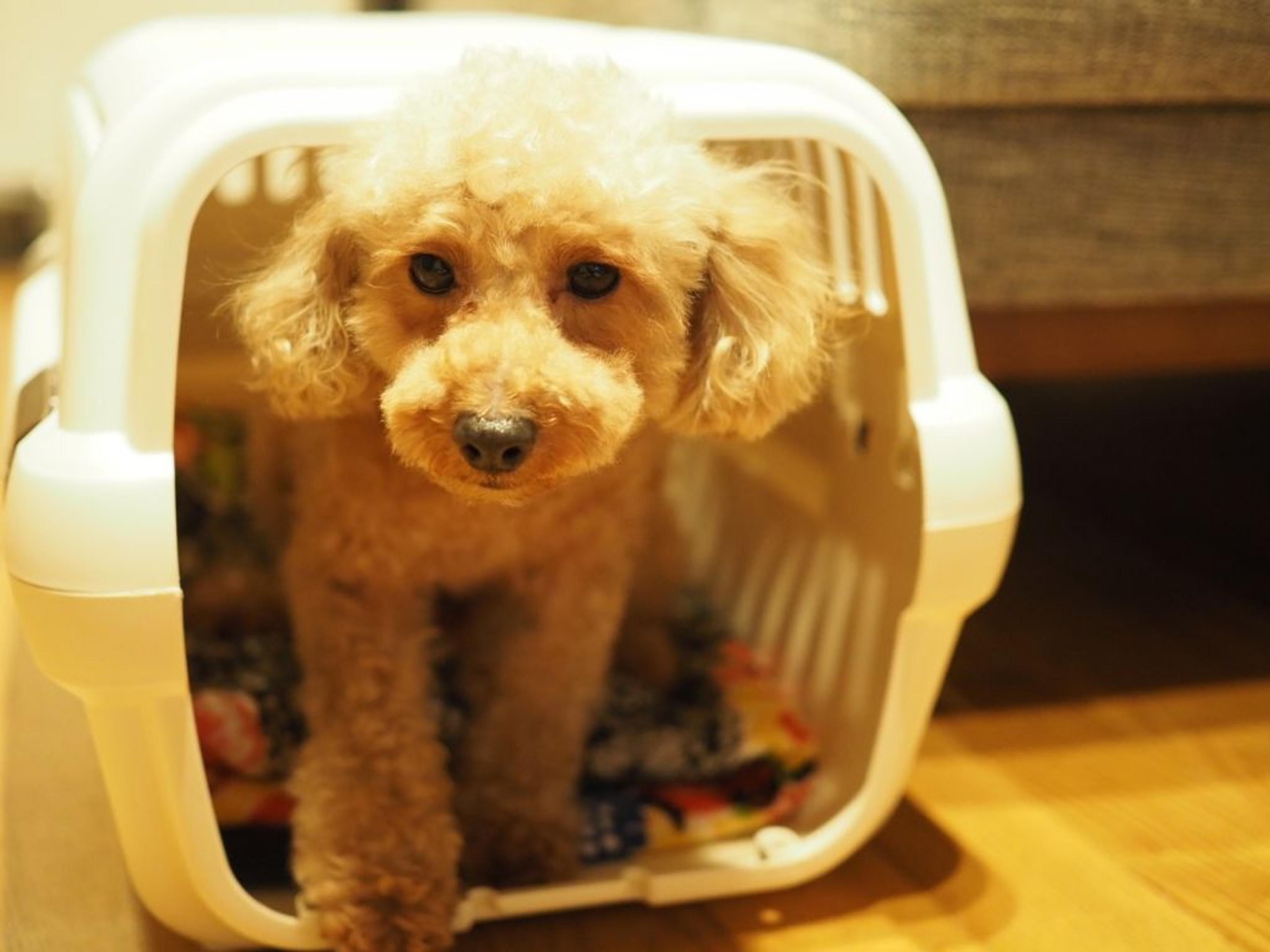 pet-image-4