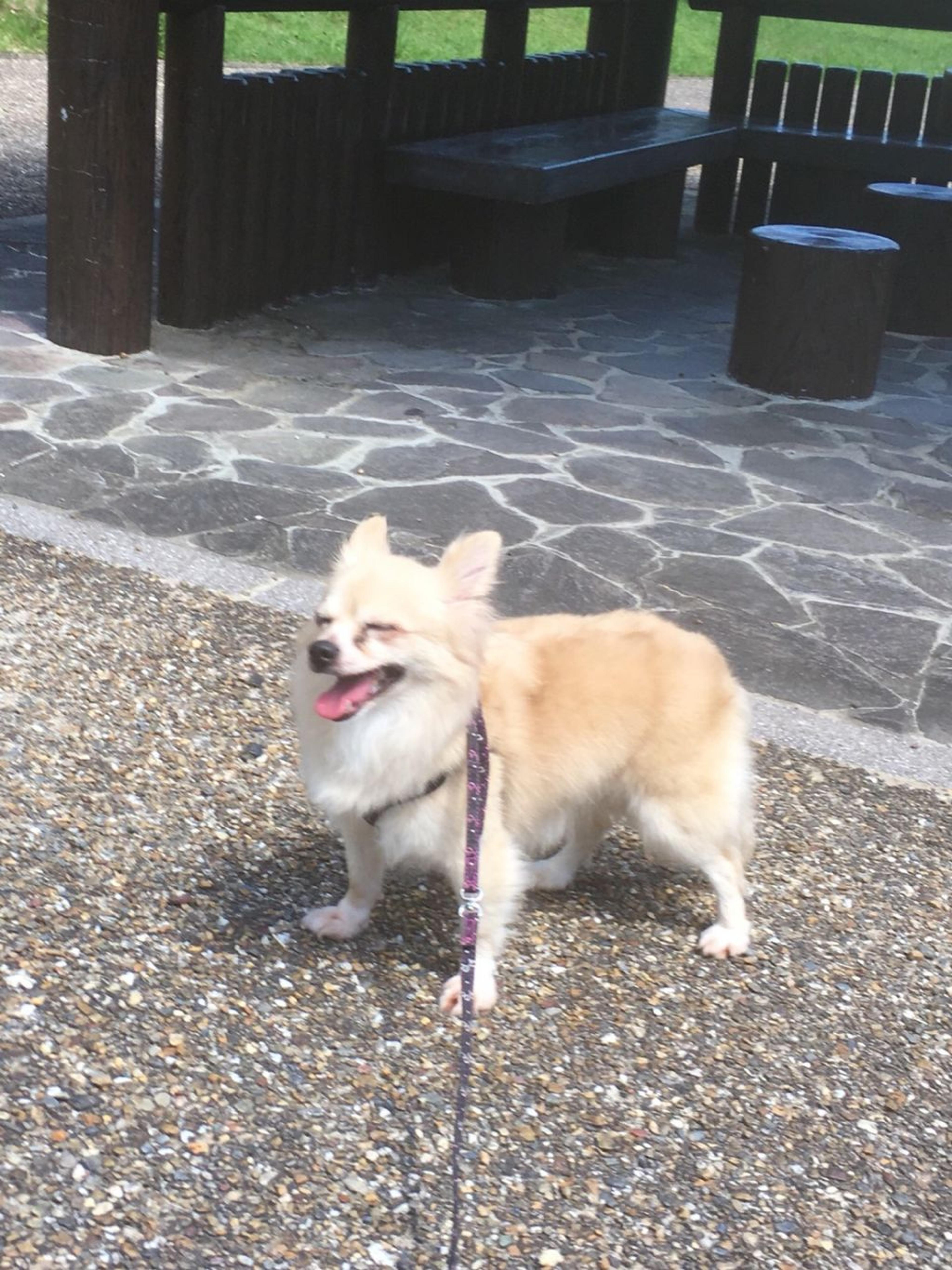 pet-image-3