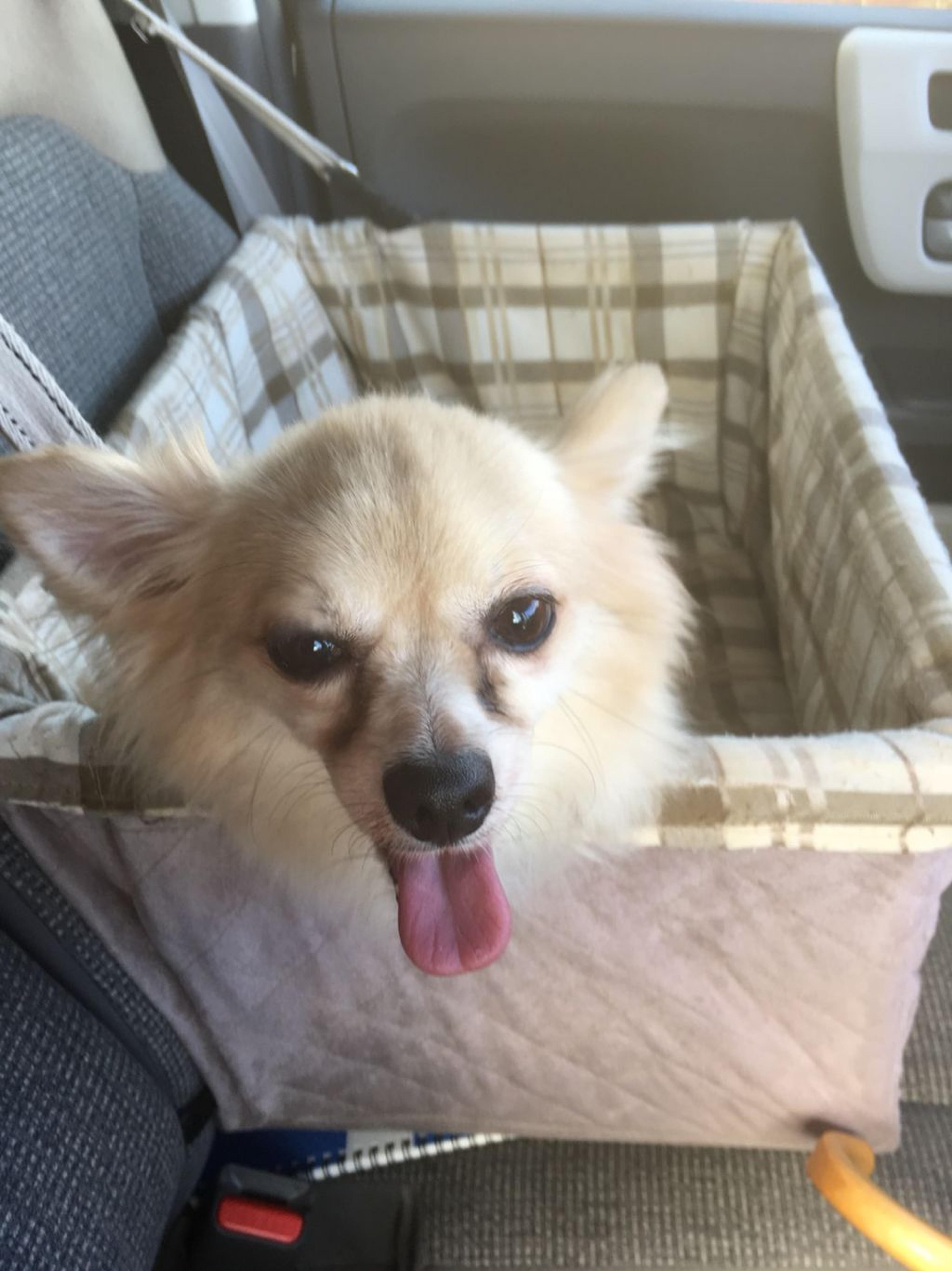 pet-image-5