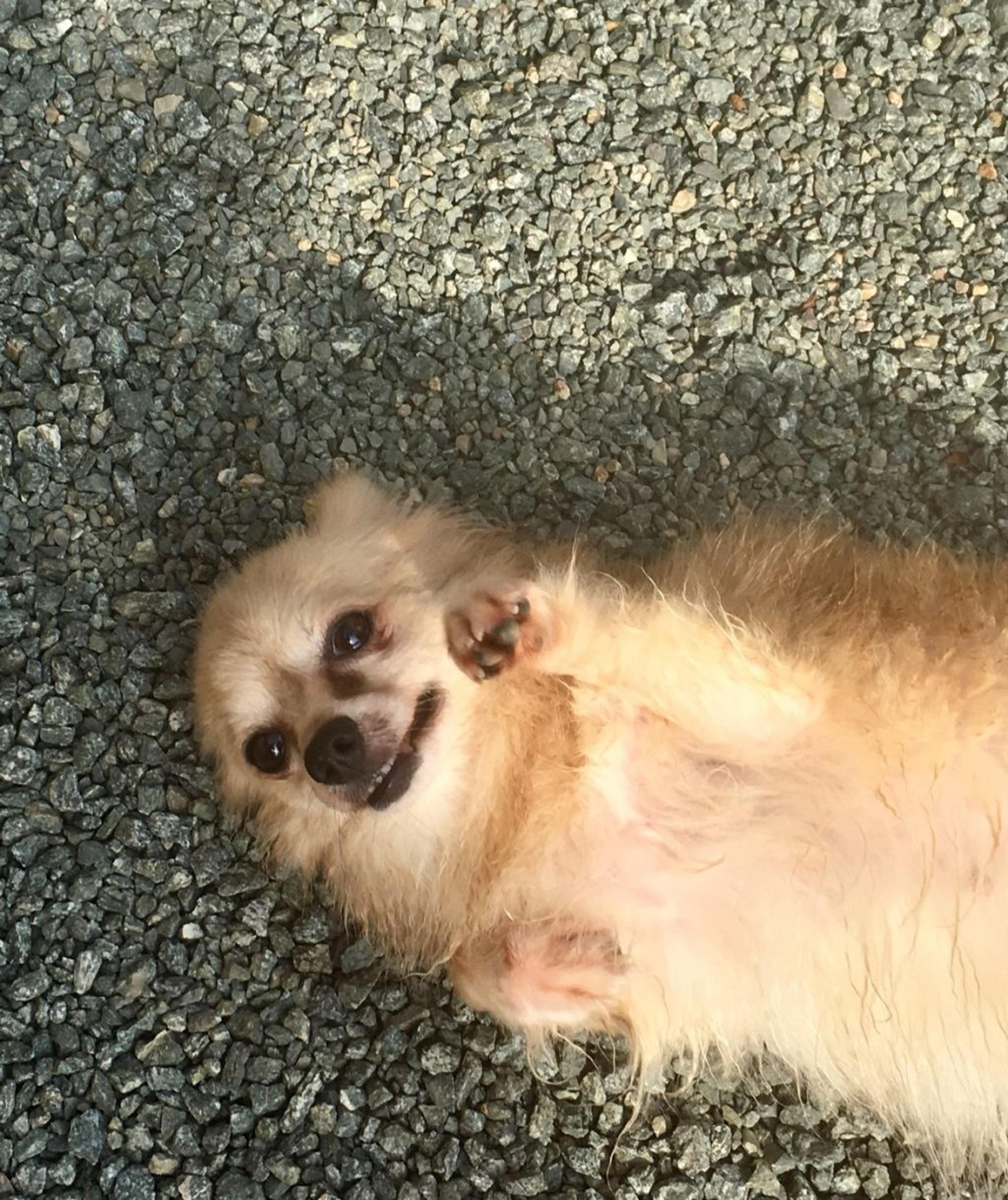 pet-image-7