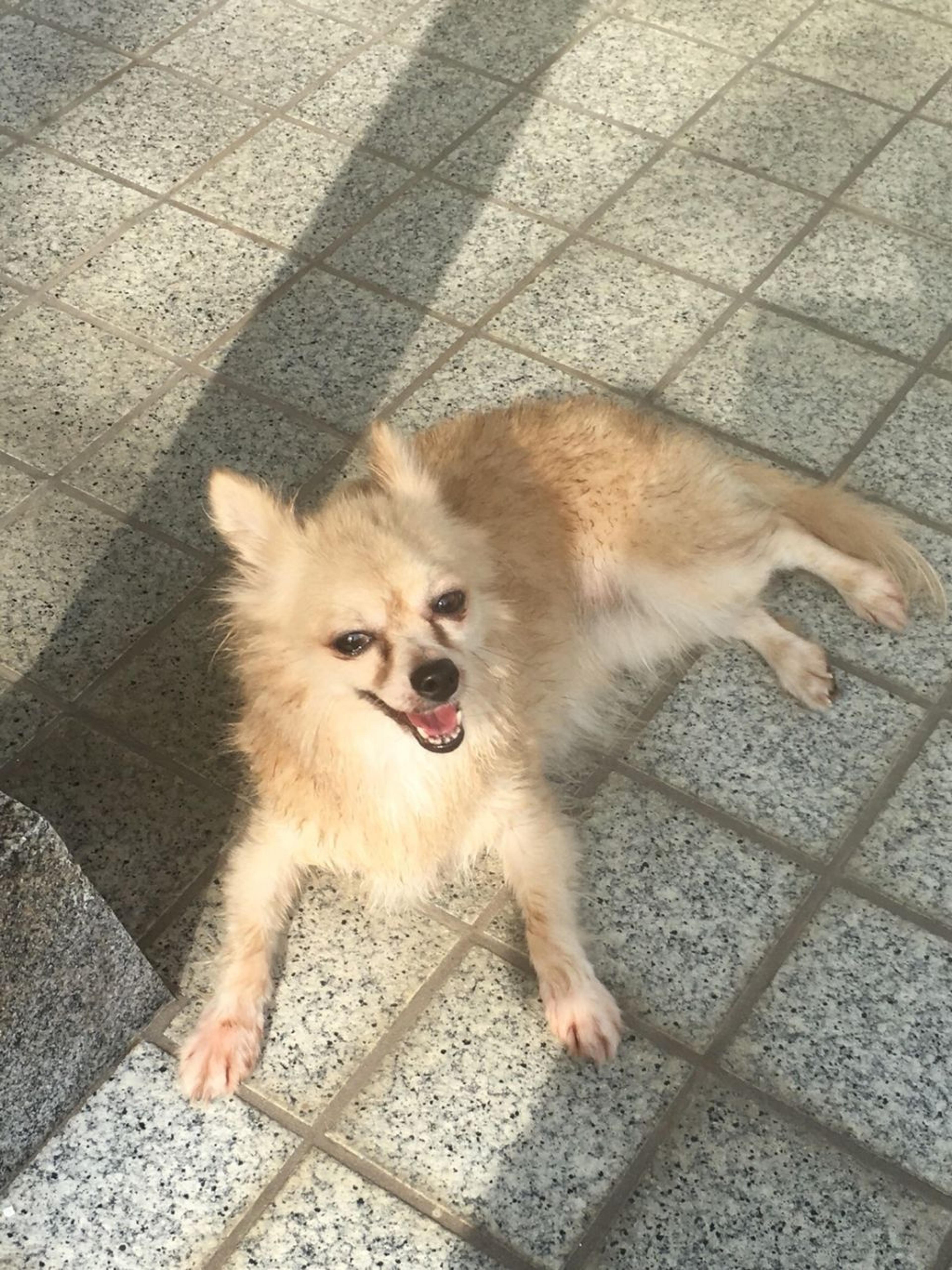 pet-image-9