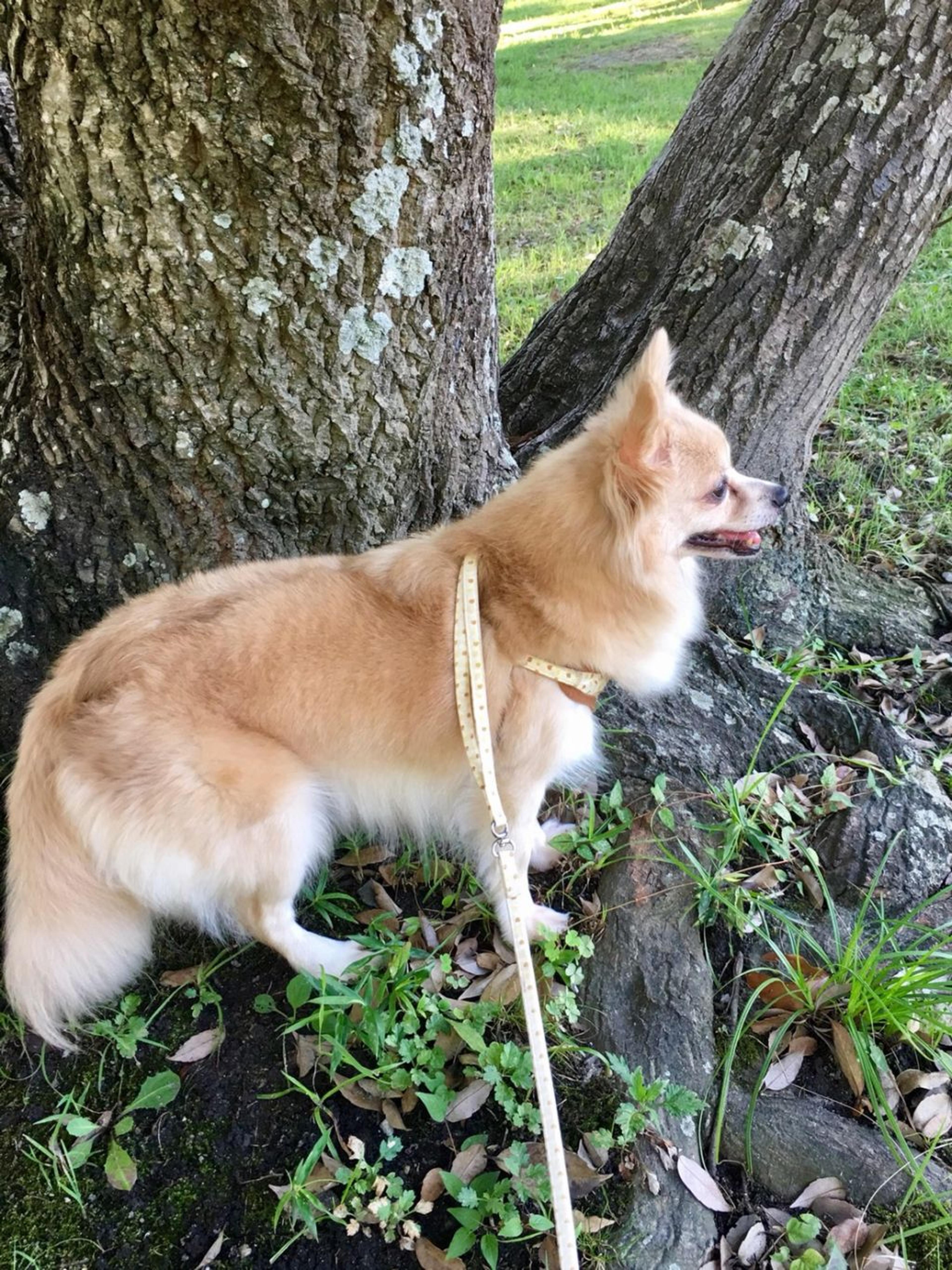 pet-image-2