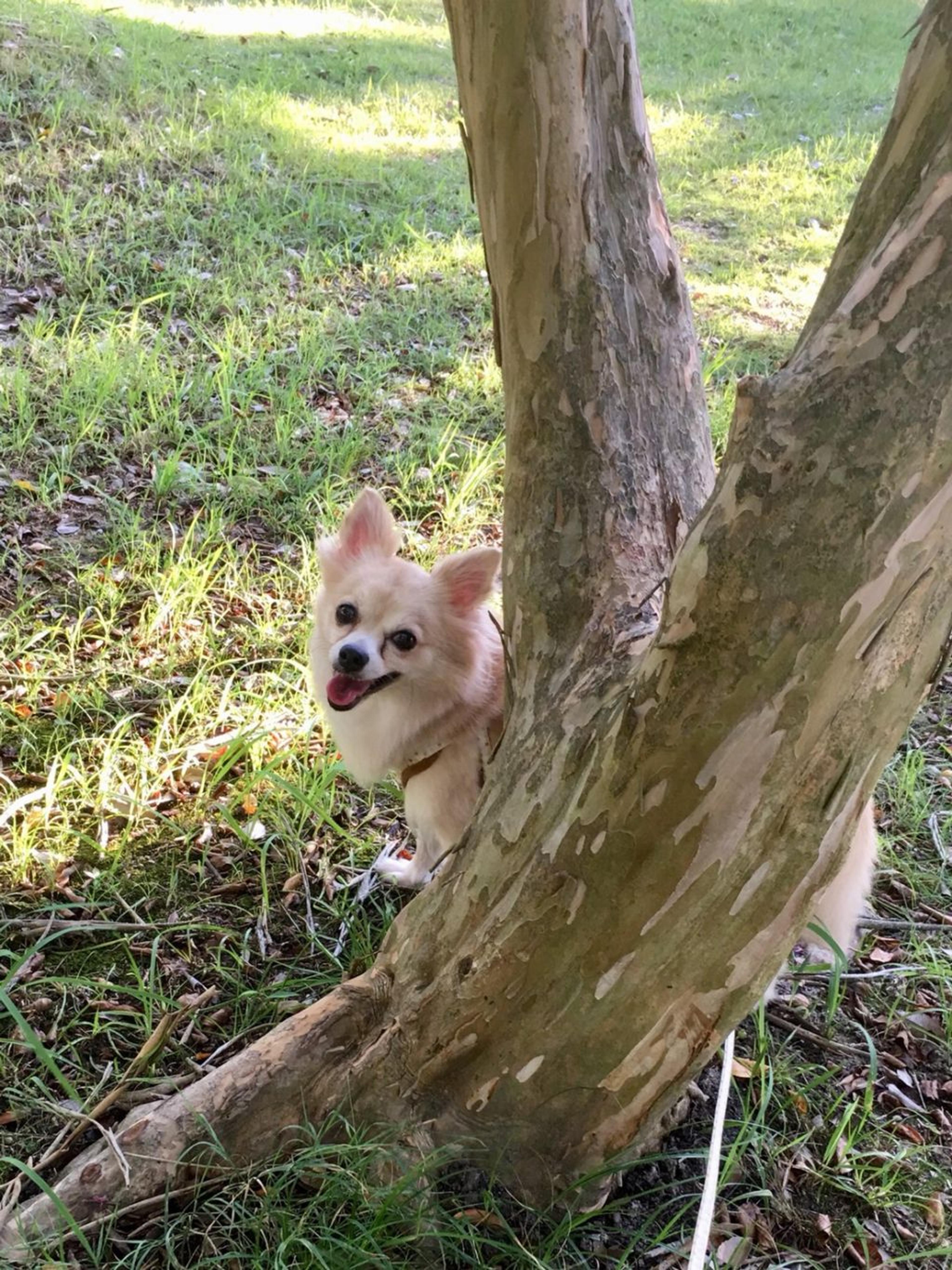 pet-image-4