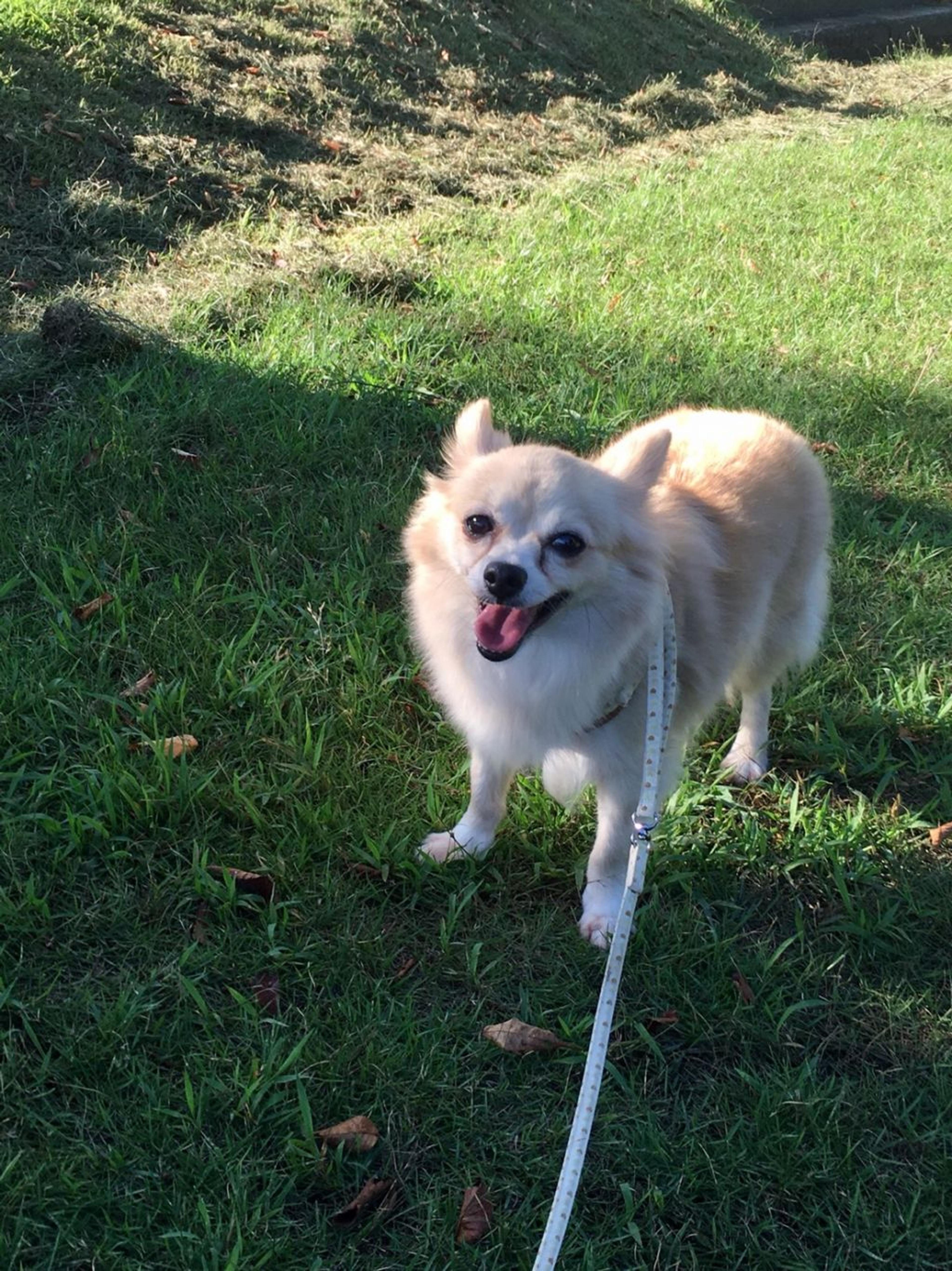 pet-image-6