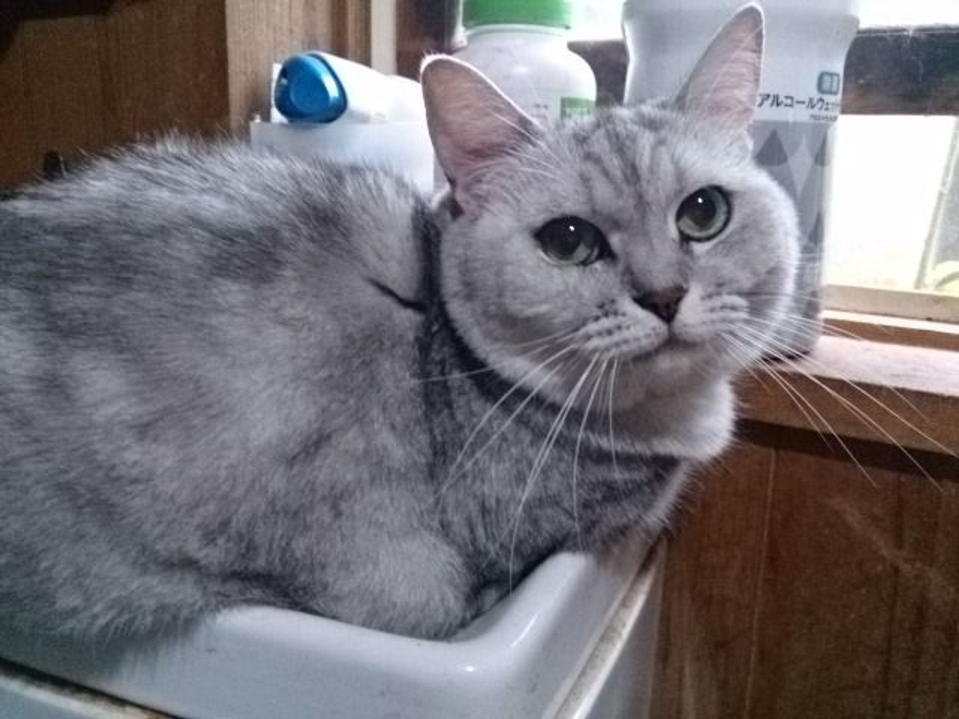 雑種（ミックス猫）・メスの里親募集の写真