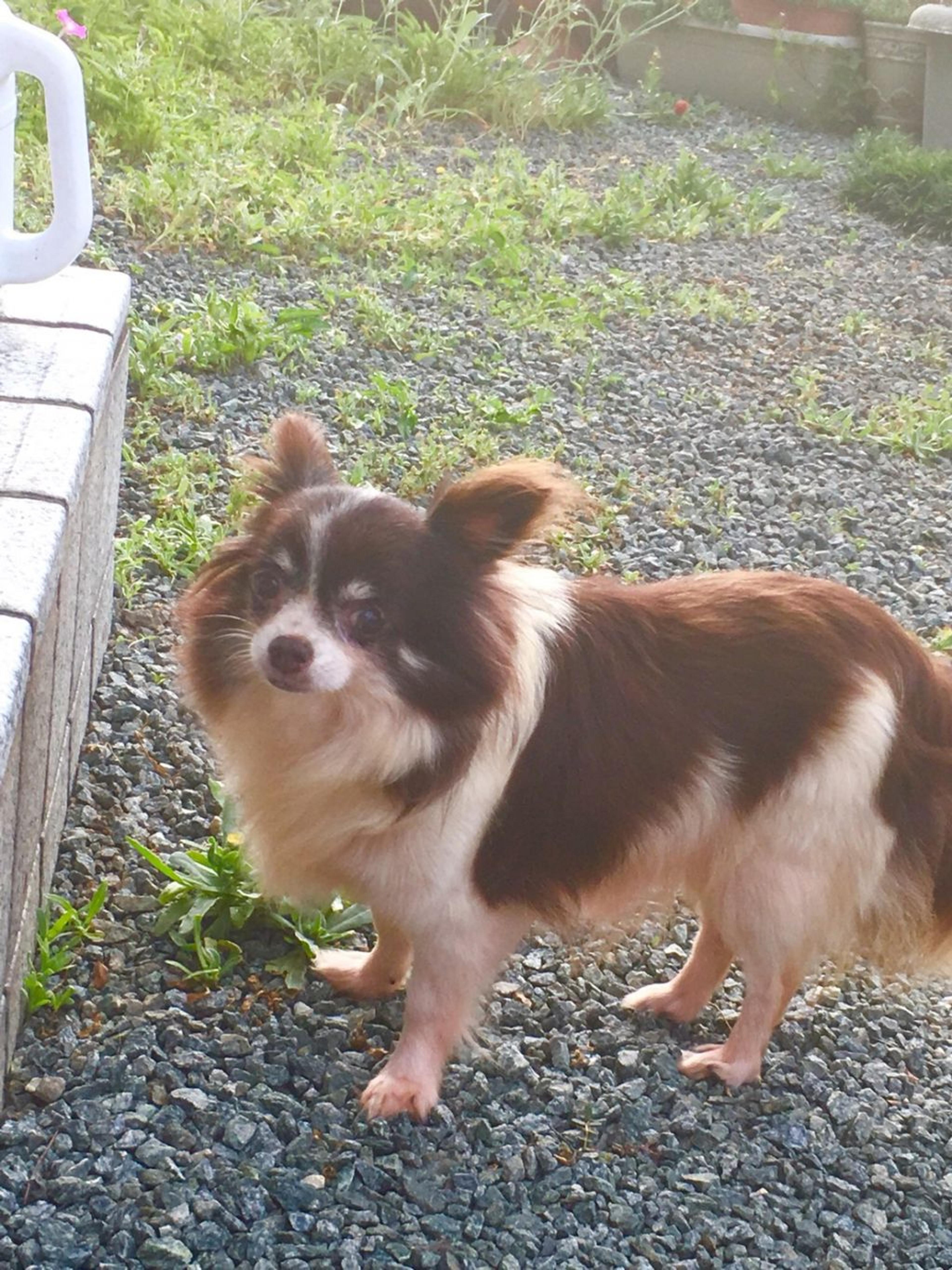 pet-image-2