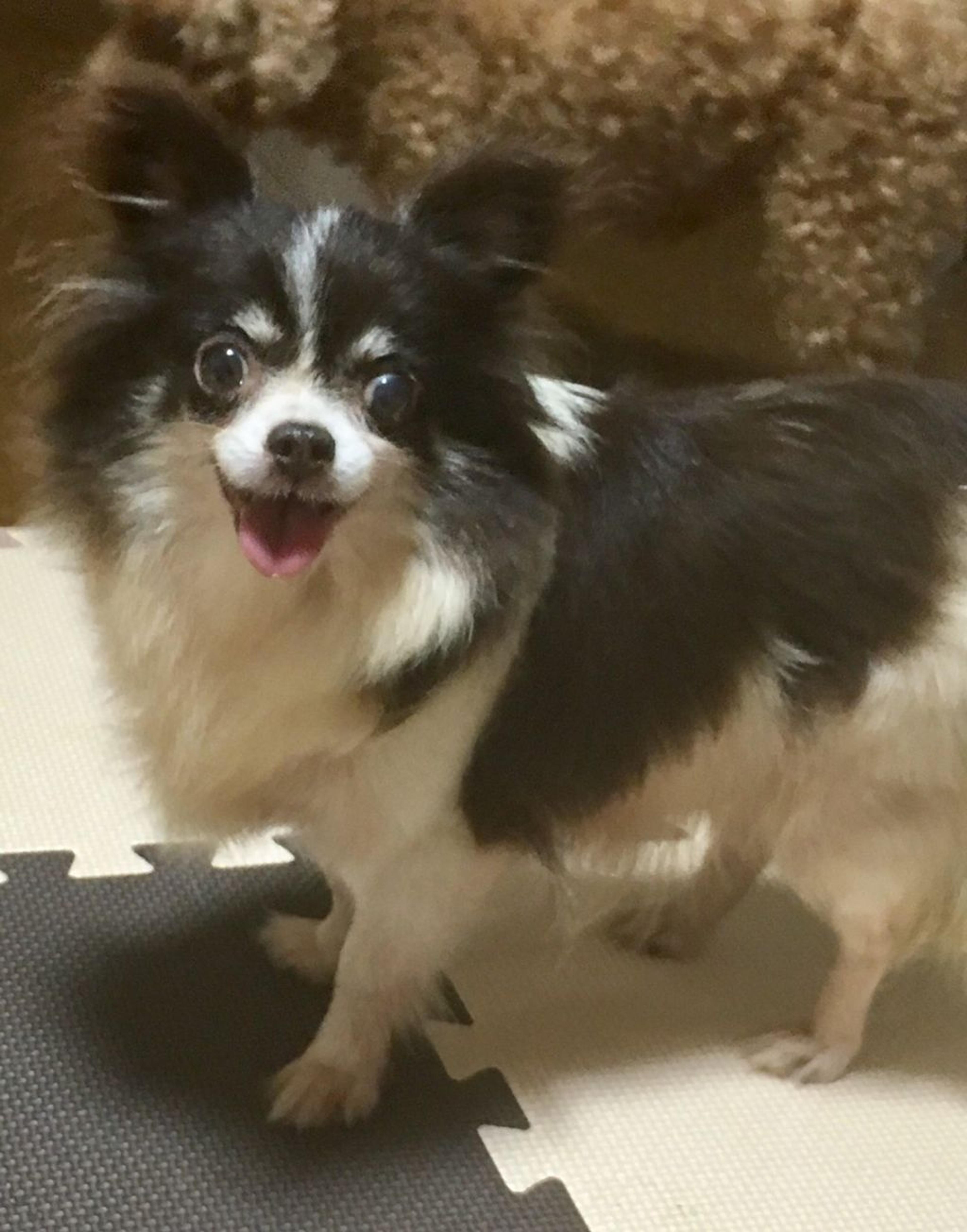 pet-image-3