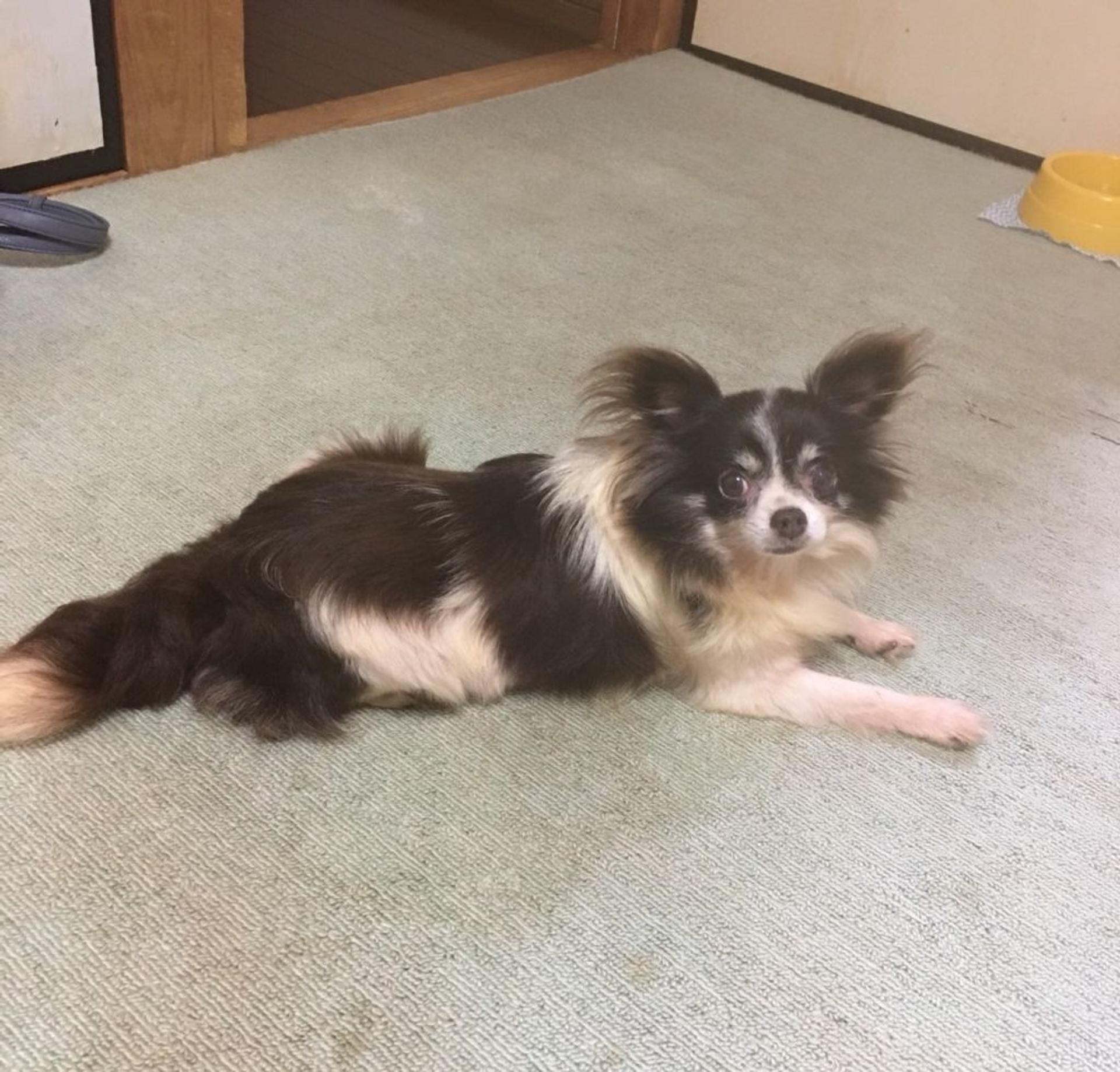 pet-image-4