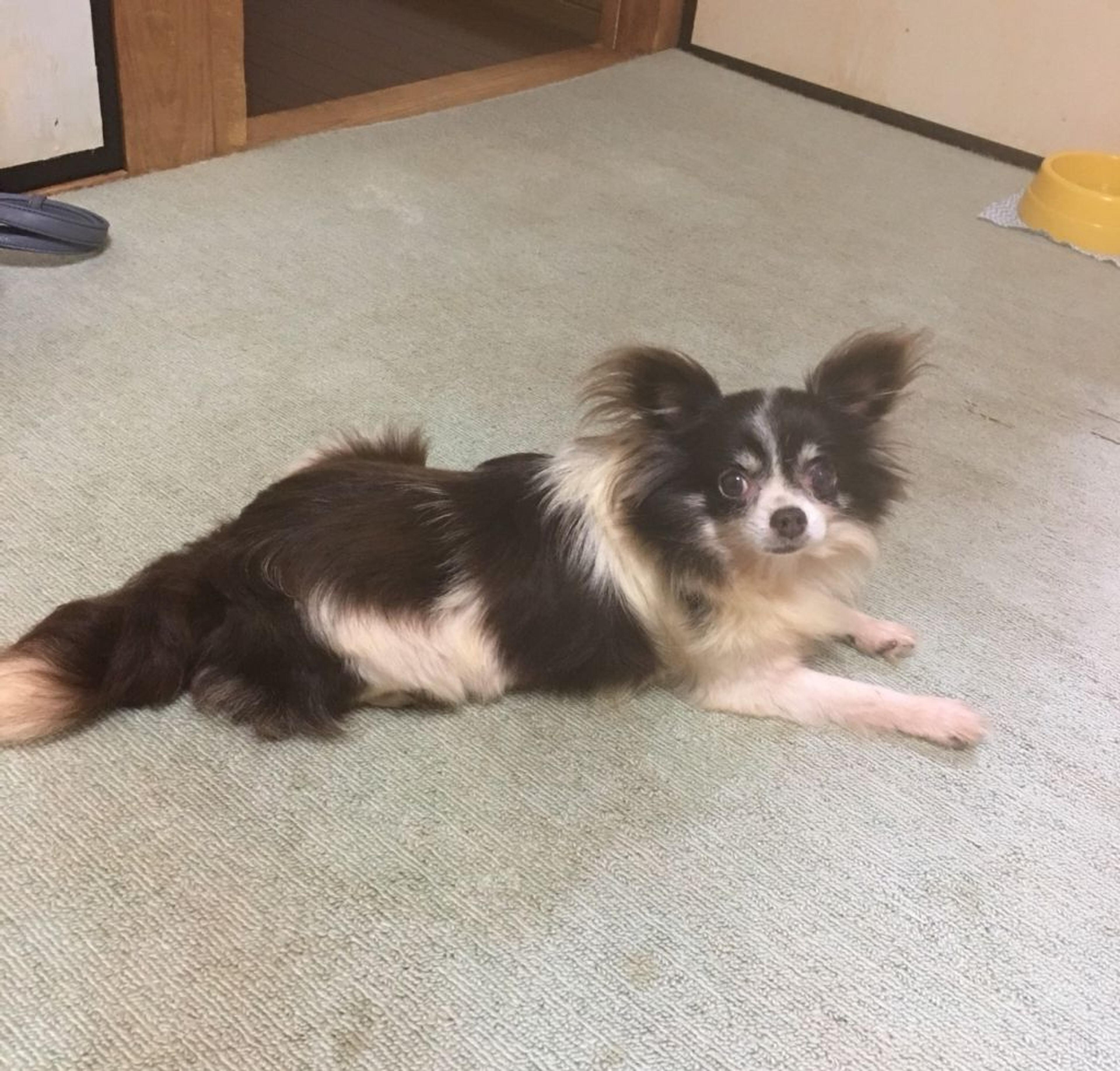 pet-image-4
