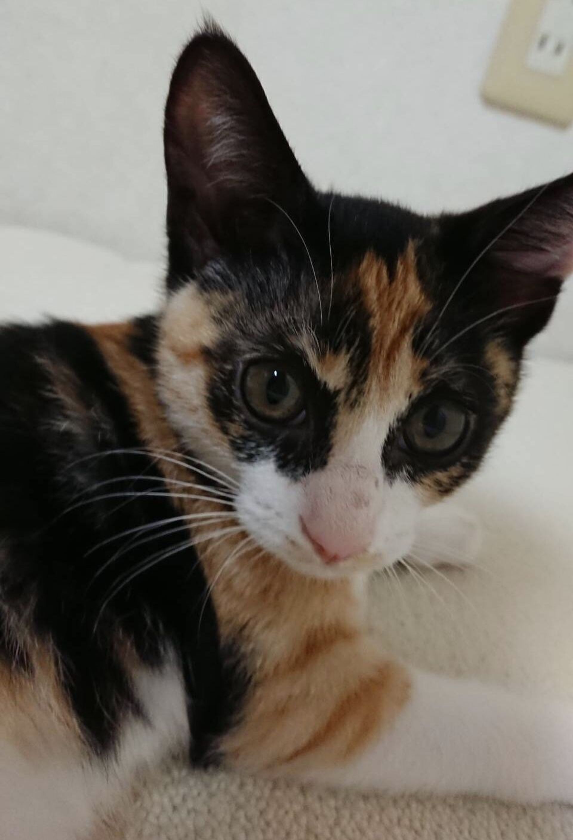 雑種（ミックス猫）・メスの里親募集の写真