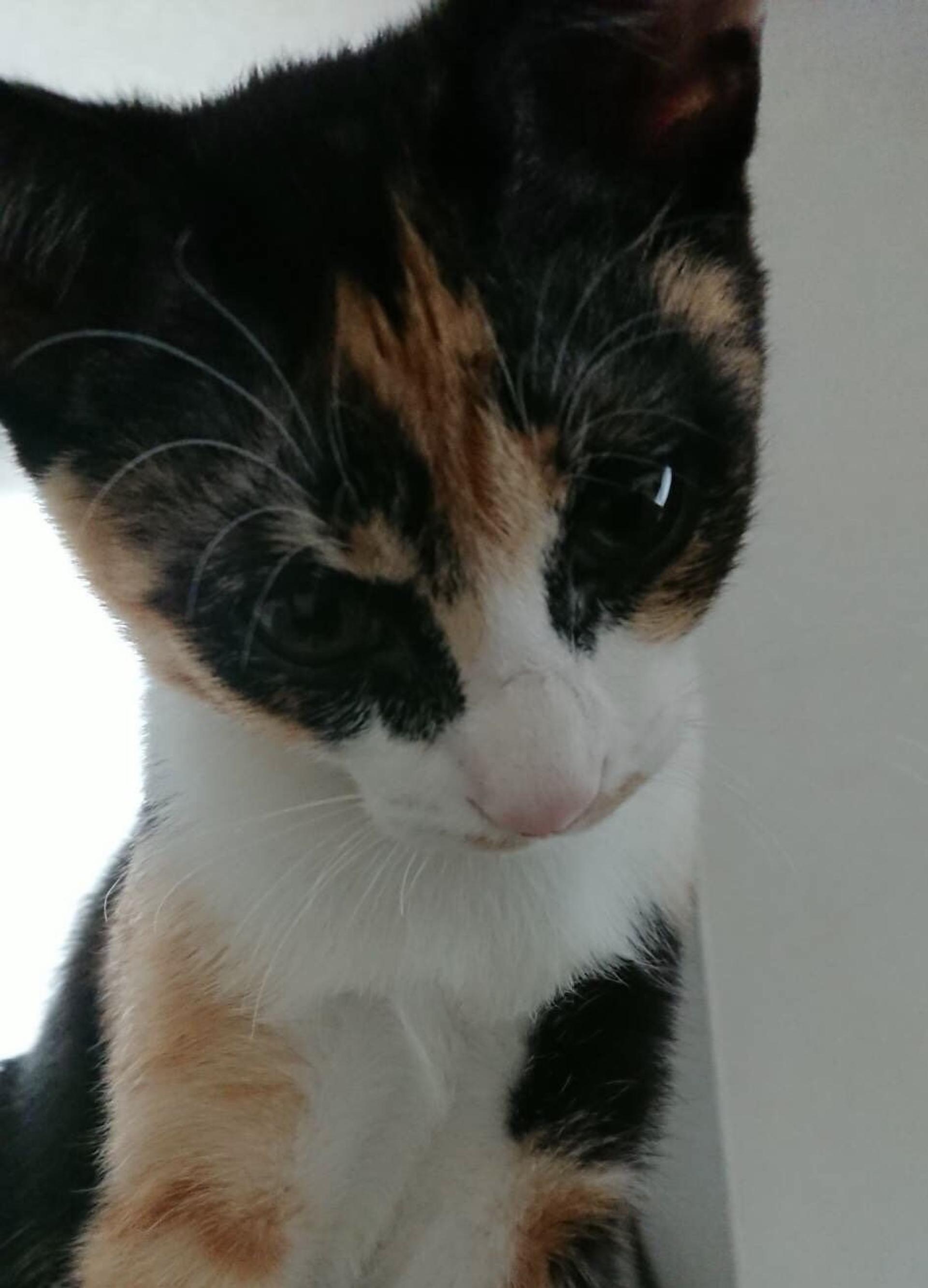 pet-image-6