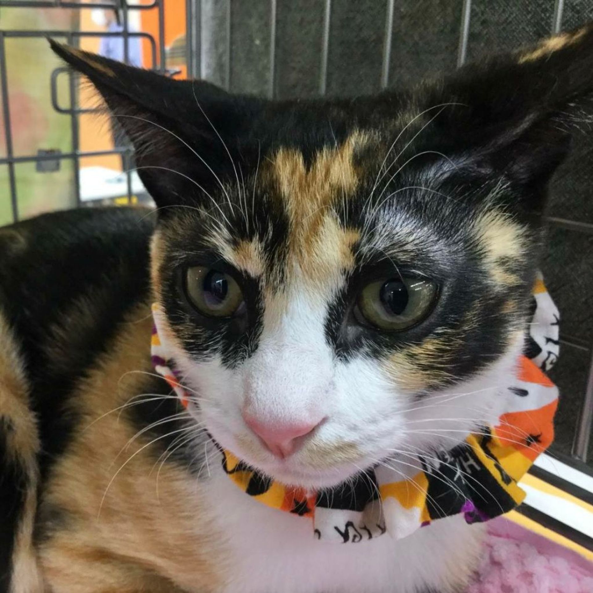 雑種（ミックス猫）・メスの里親募集の写真