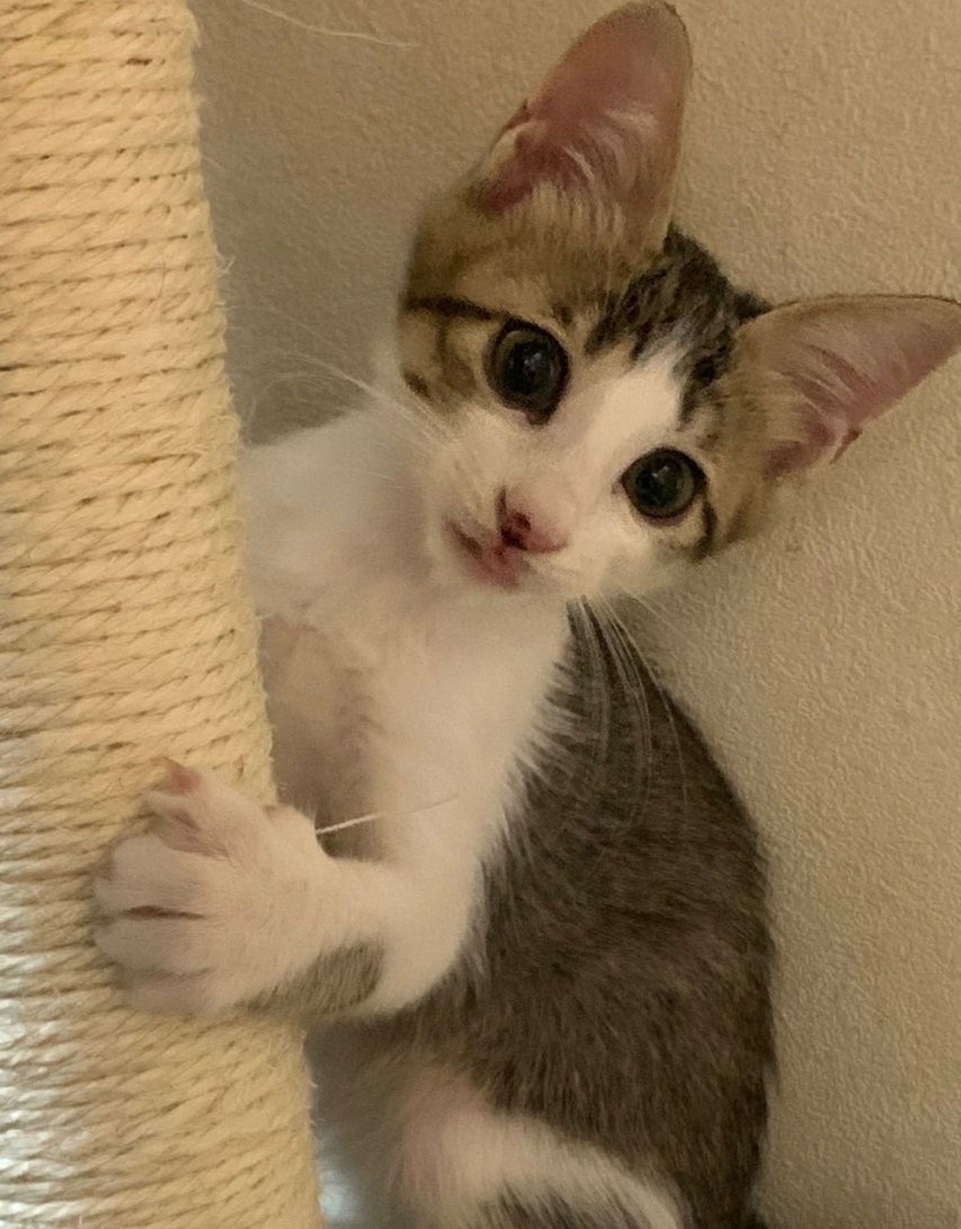 雑種（ミックス猫）・オスの里親募集の写真